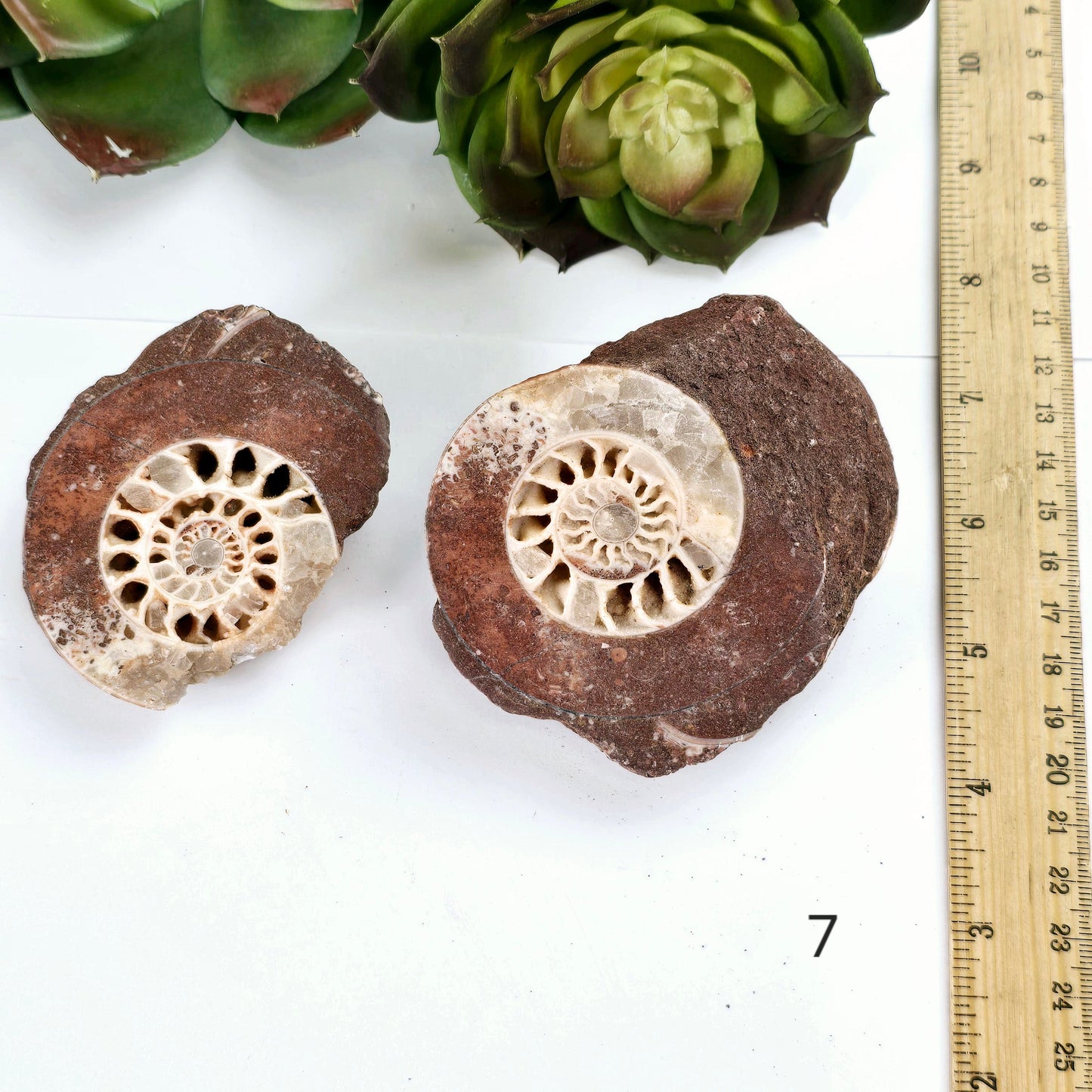Triassic Ammonite Fossil Pair from Indonesia - You Choose variant 7 labeled with ruler for size reference