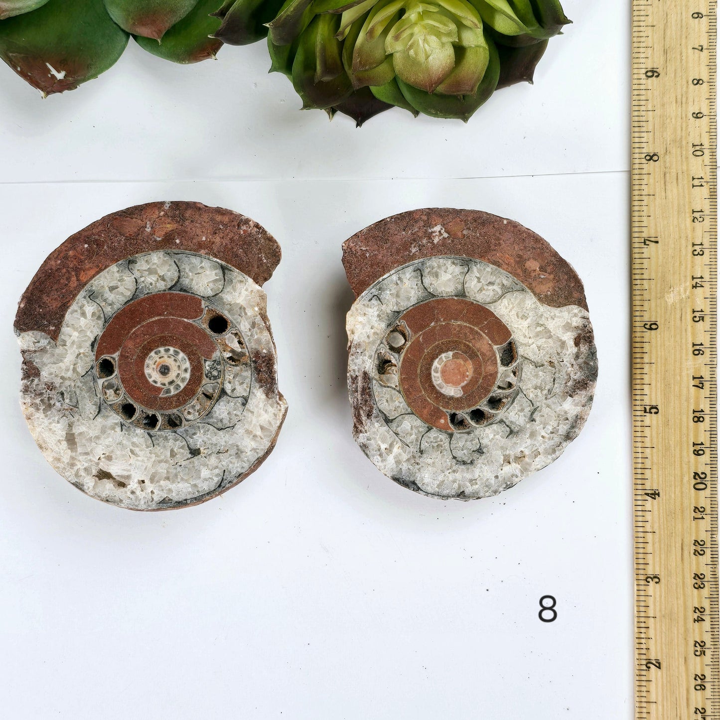 Triassic Ammonite Fossil Pair from Indonesia - You Choose variant 8 labeled with ruler for size reference