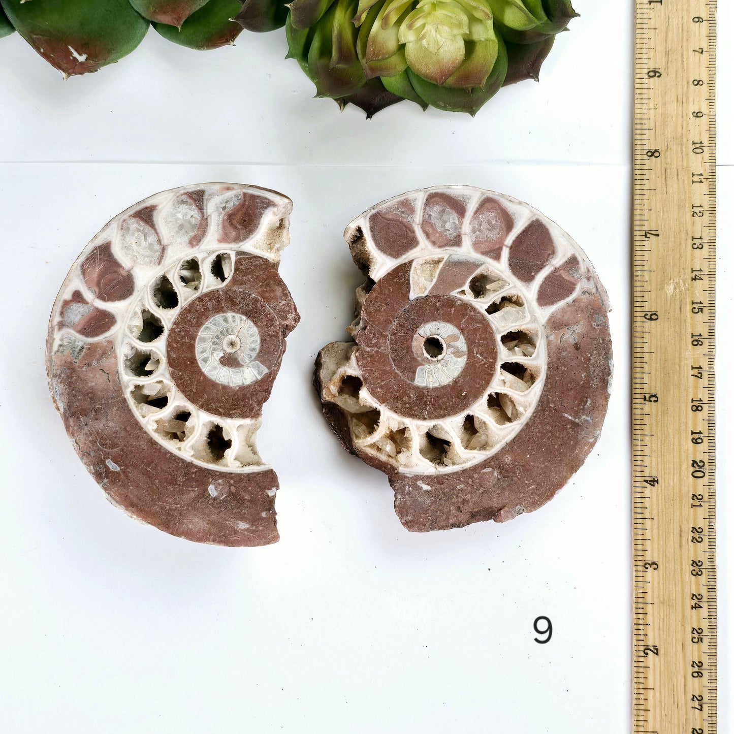 Triassic Ammonite Fossil Pair from Indonesia - You Choose variant 9 labeled with ruler for size reference