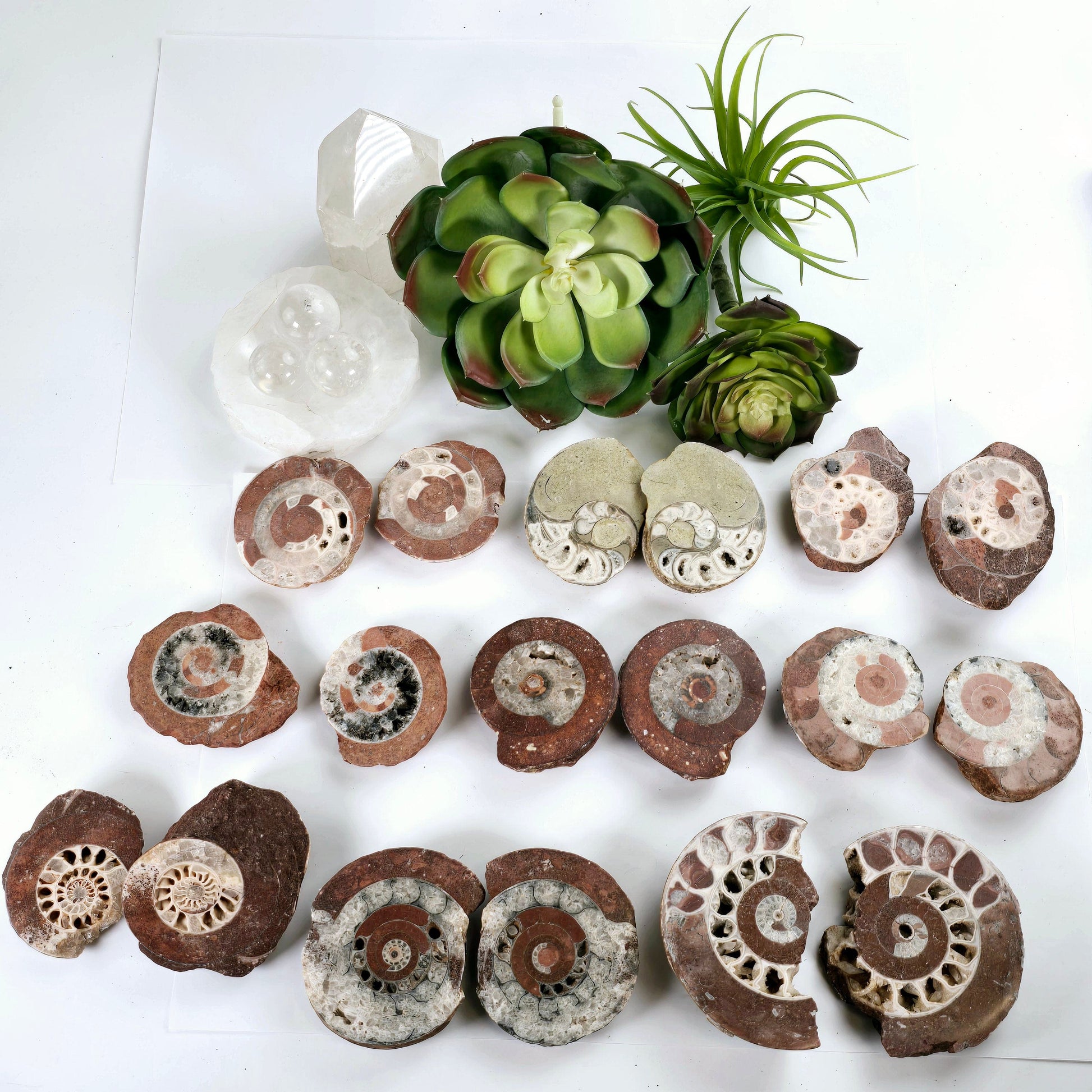 Triassic Ammonite Fossil Pair from Indonesia - You Choose top view all variants