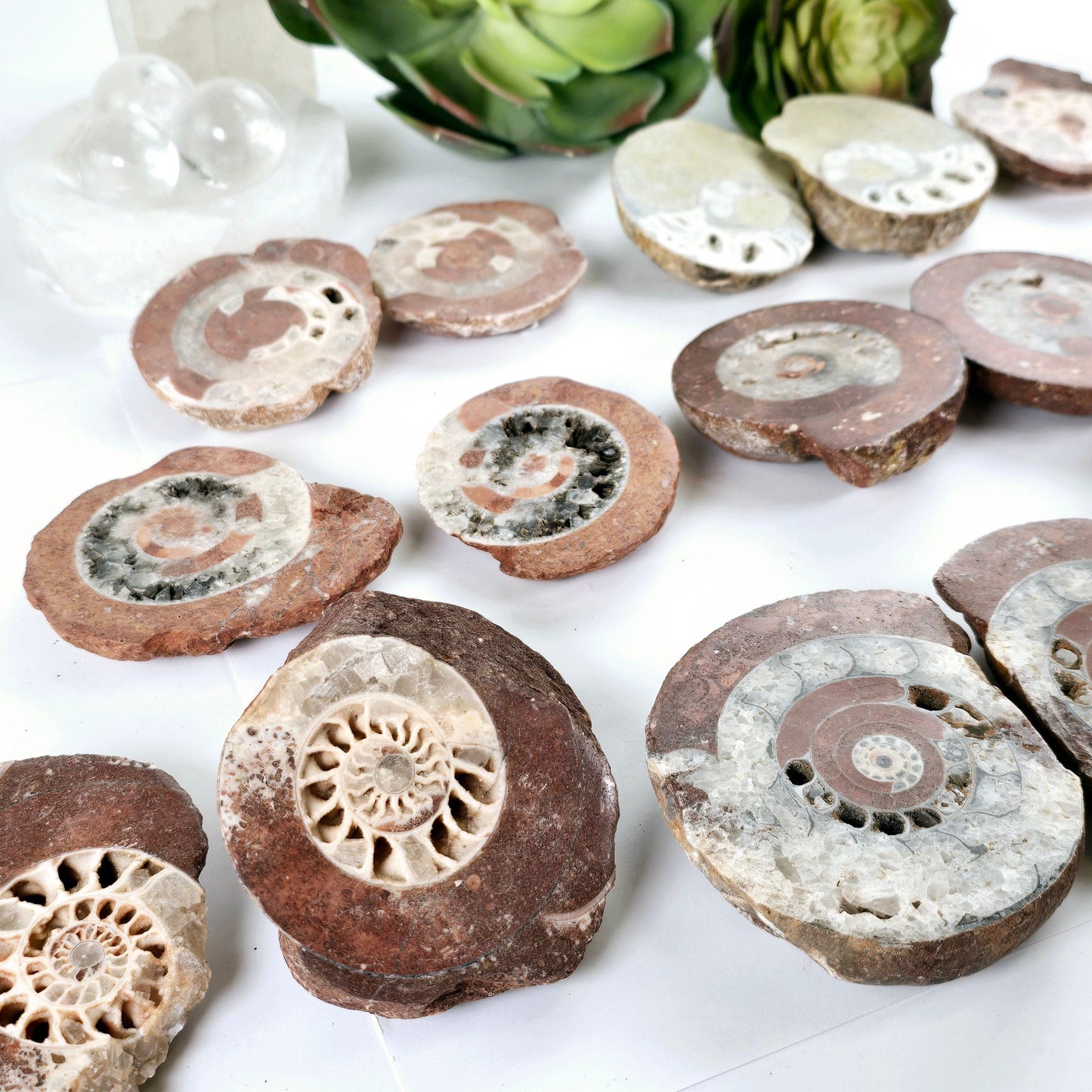 Triassic Ammonite Fossil Pair from Indonesia - You Choose side view closeup all variants