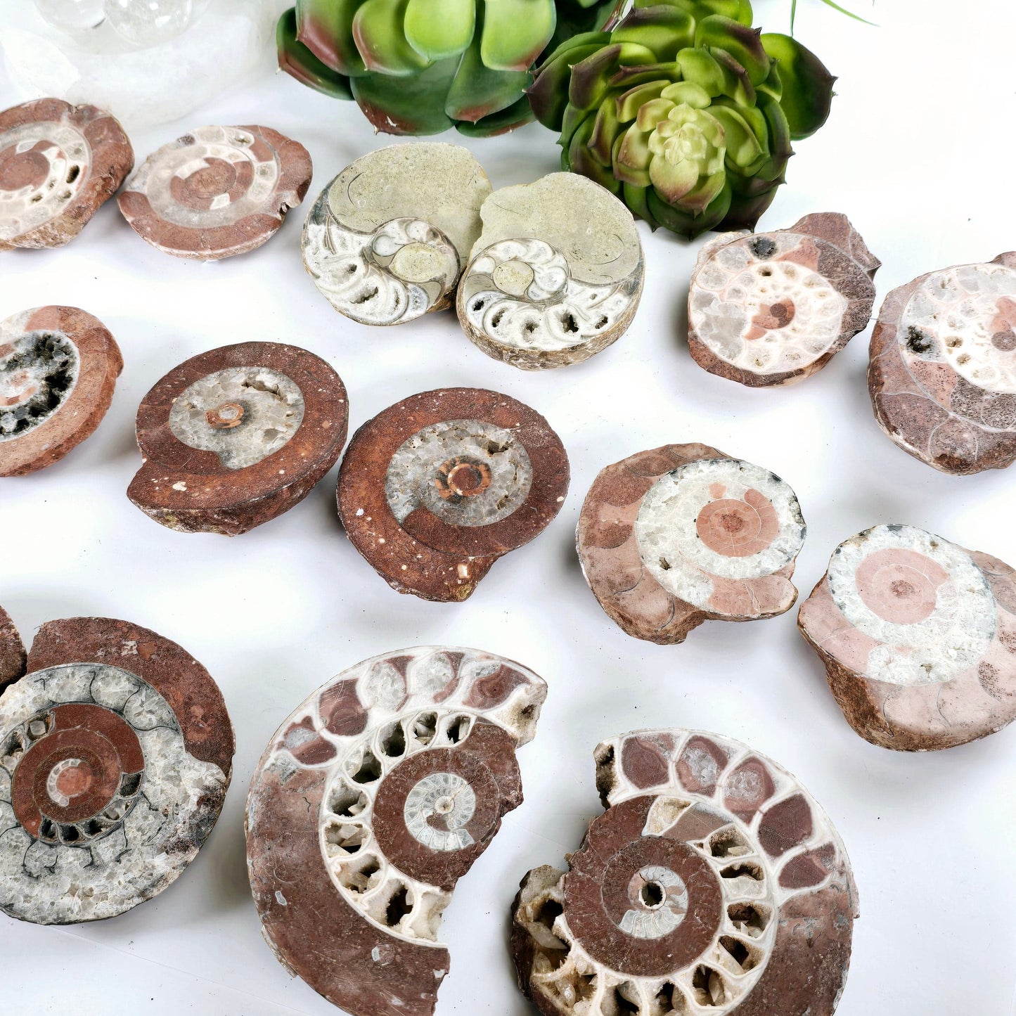 Triassic Ammonite Fossil Pair from Indonesia - You Choose side view closeup all variants