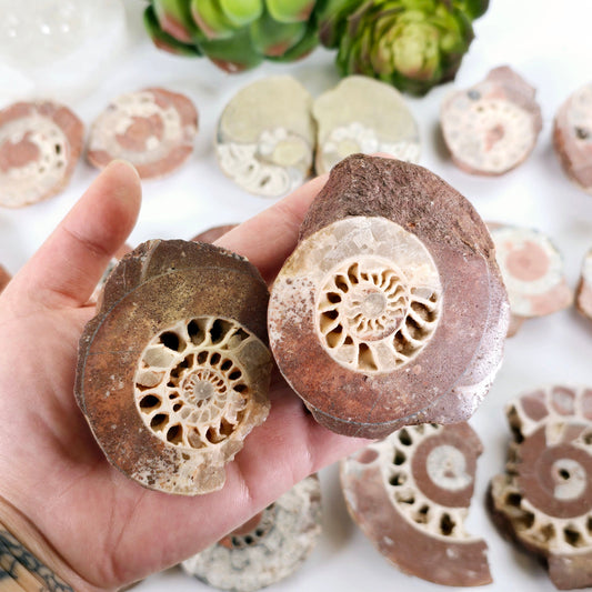 Triassic Ammonite Fossil Pair from Indonesia - You Choose variant 7 in hand with other variants in the background with props and plants