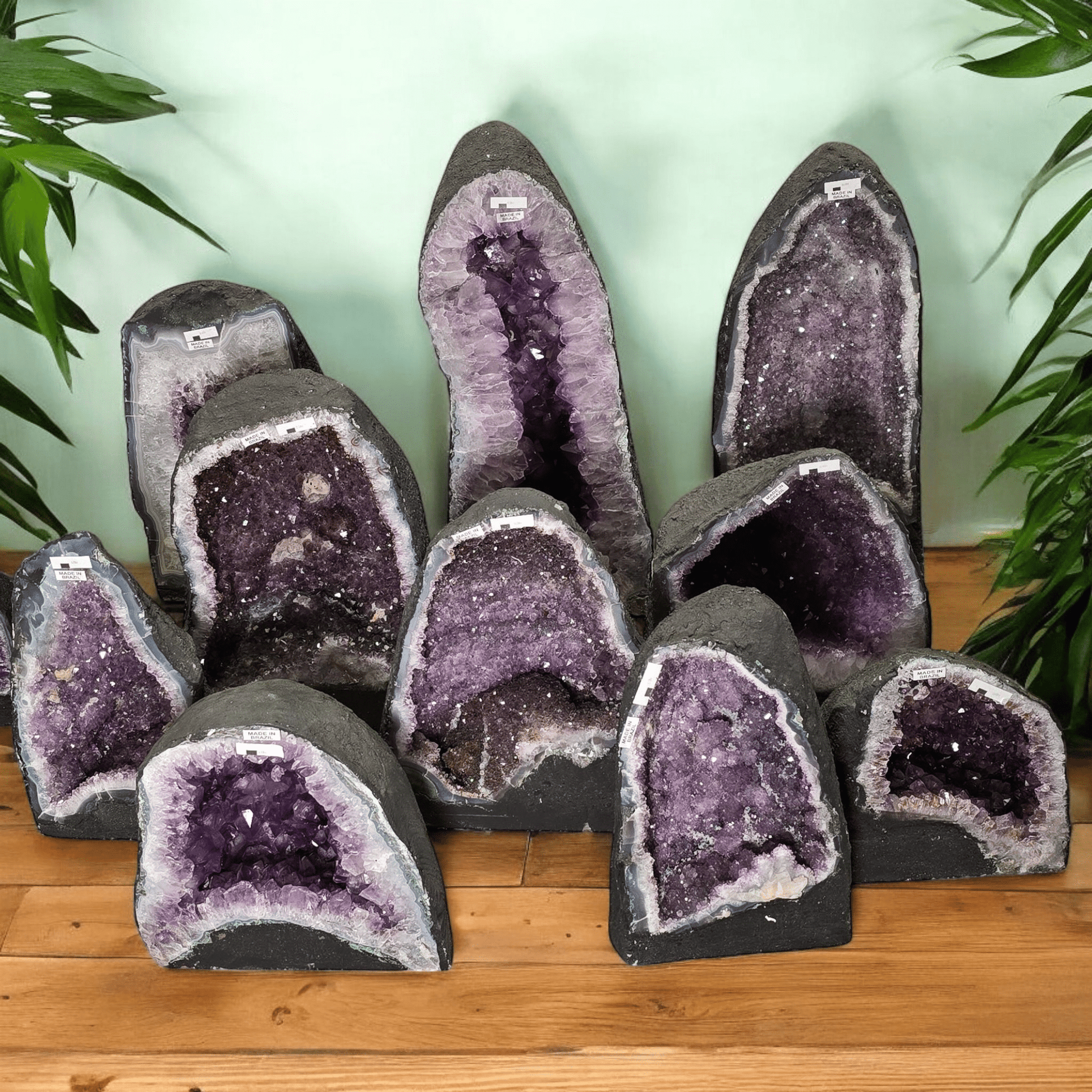 Amethyst Crystal Cathedral - You Choose #4 all variants front view with plants in the background