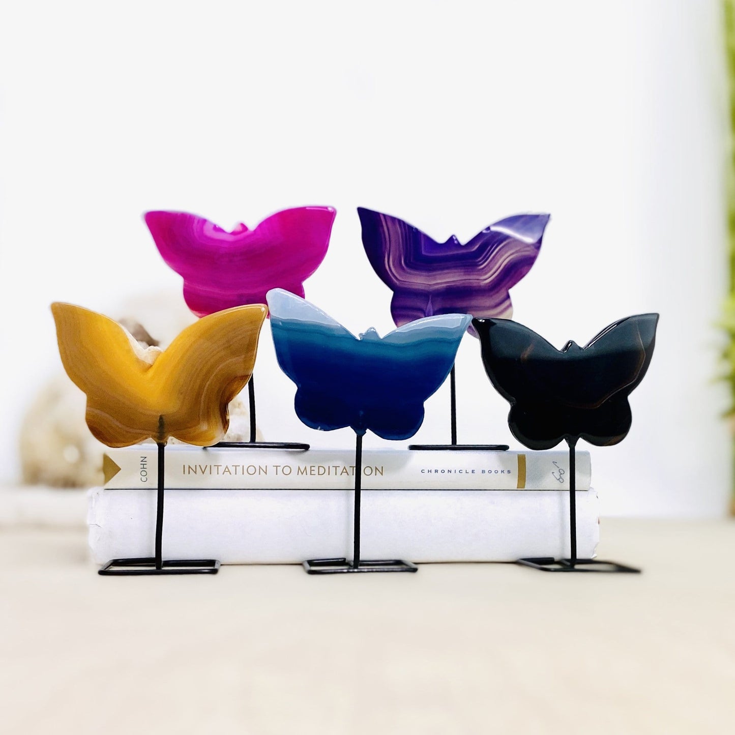 Pictures of all the different butterfly colors we have available .