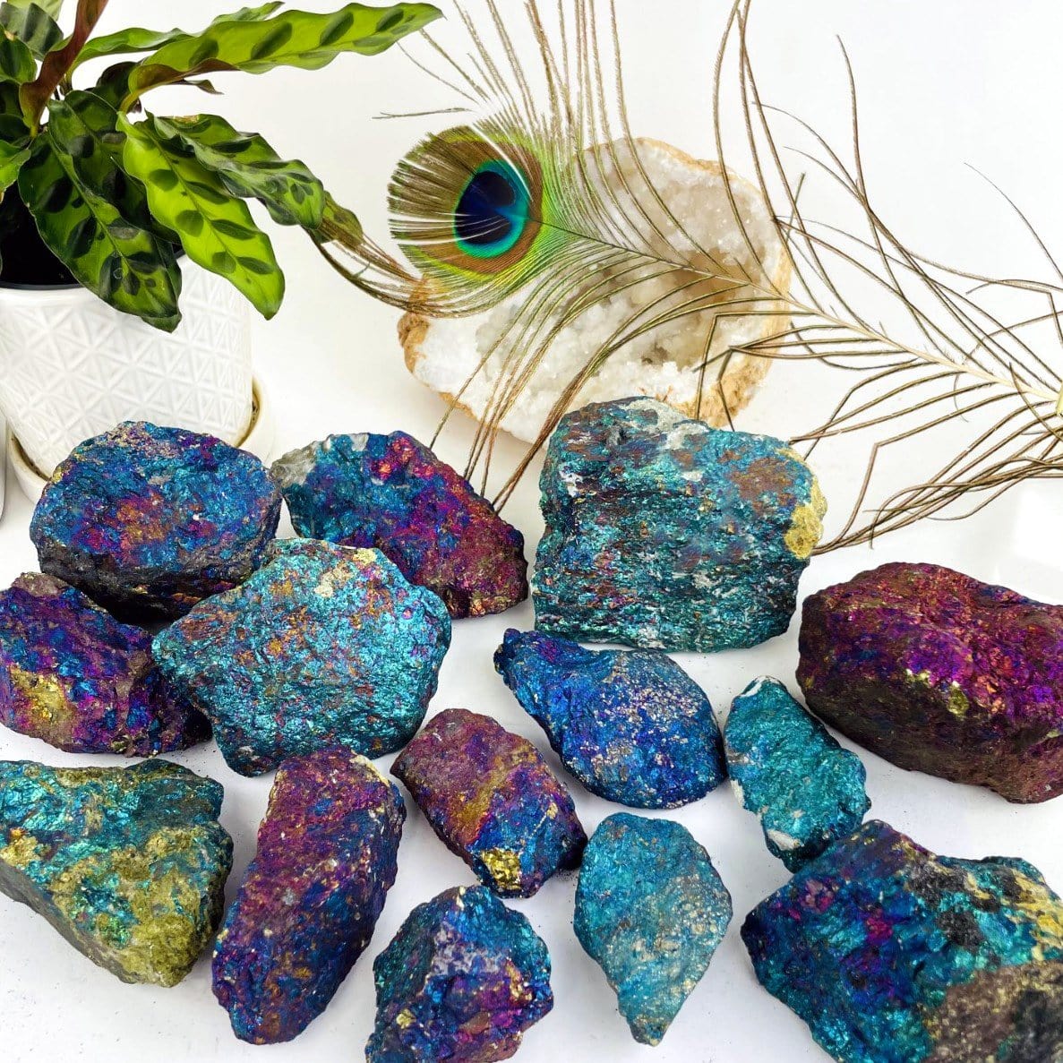 Assorted sizes of peacock ore rough stones on a white background.  They are a metallic shade of pinks, blues, and purples.
