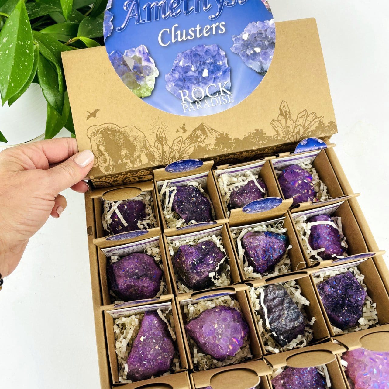 Amethyst Aura Crystal - Box of Geodes - Point of Purchase Display