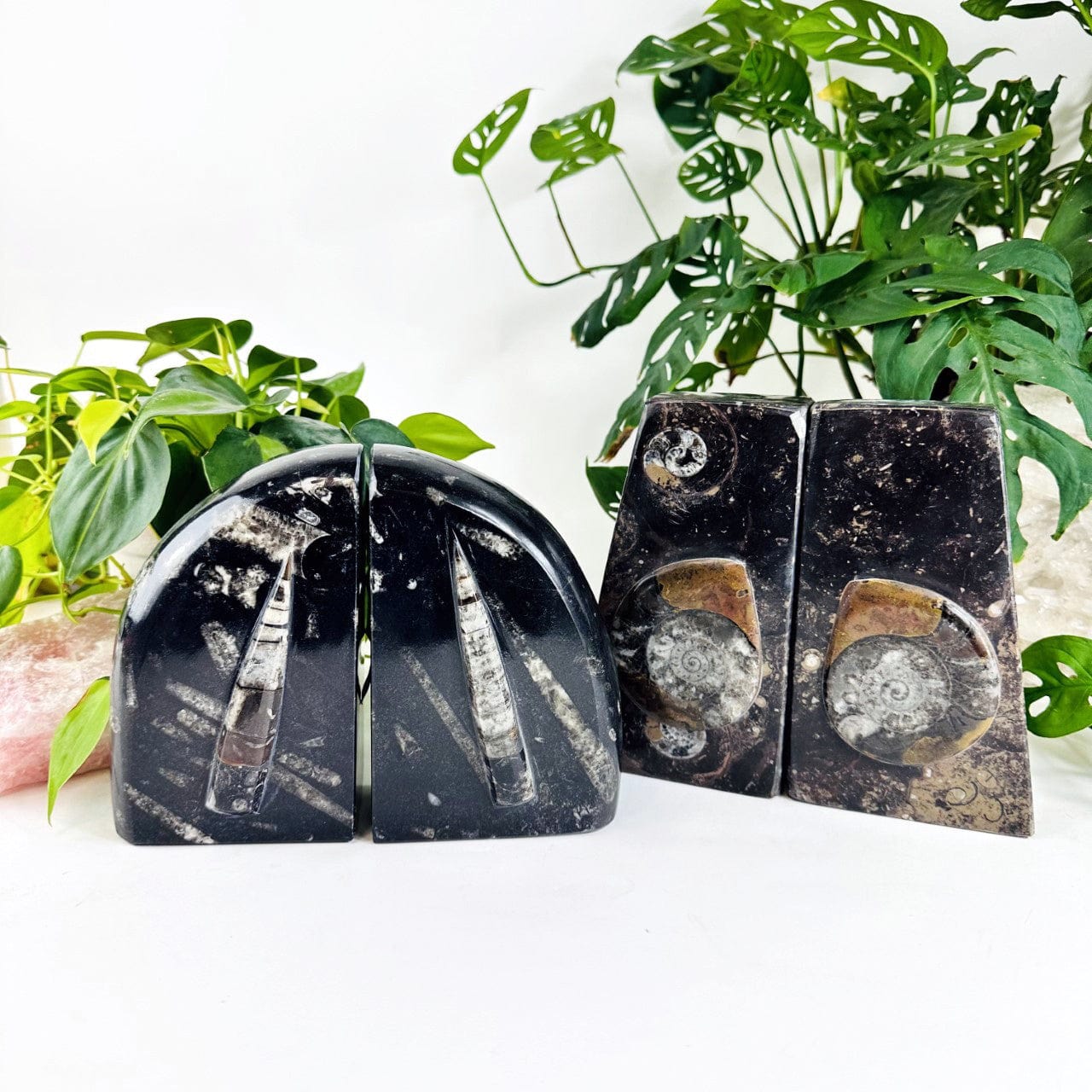 Orthoceras and Ammonite Fossil Bookends on display