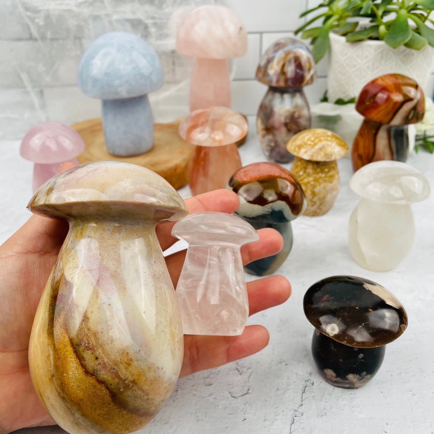 curved mushrooms in hand for size reference 