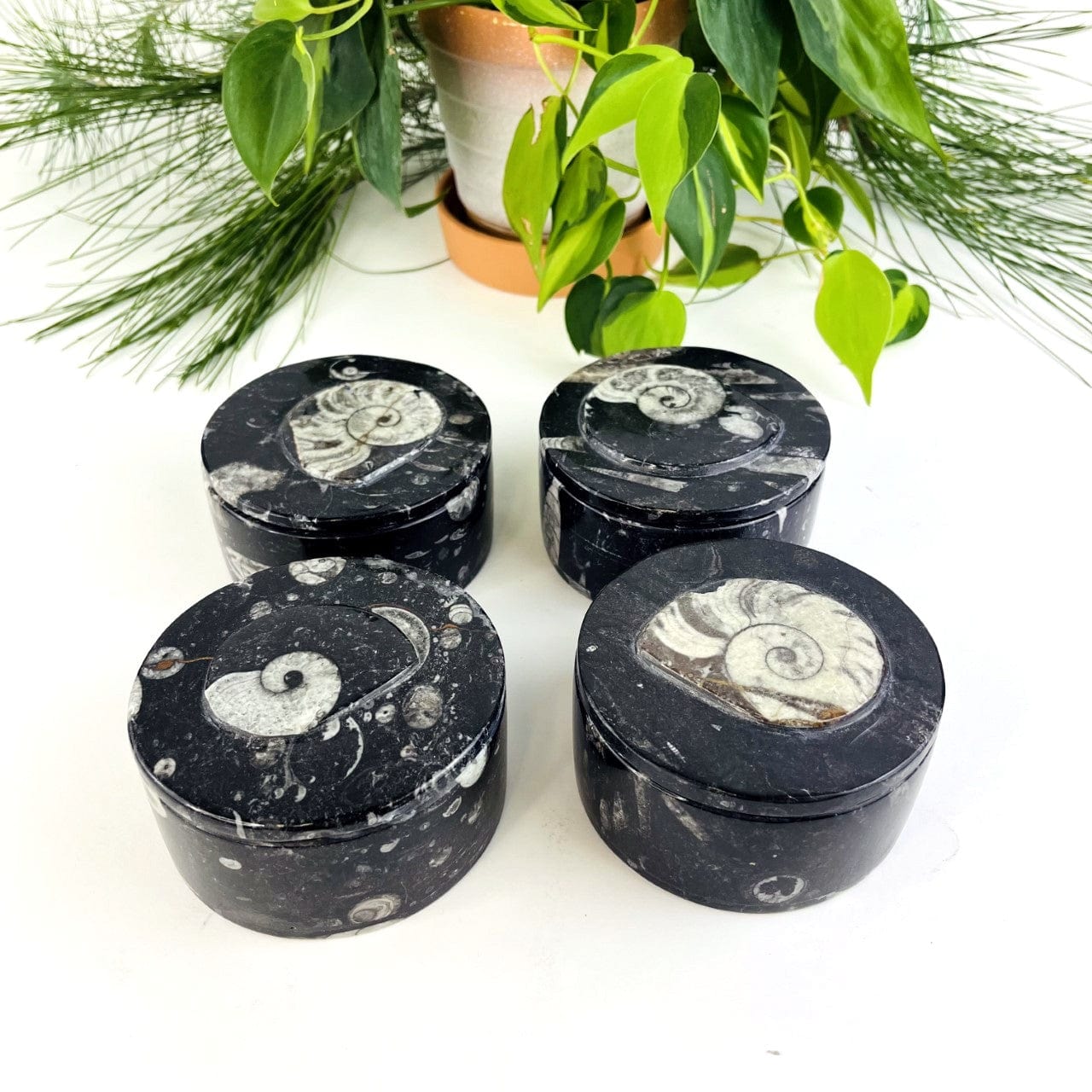 4 Orthoceras Round Boxes from a side angle