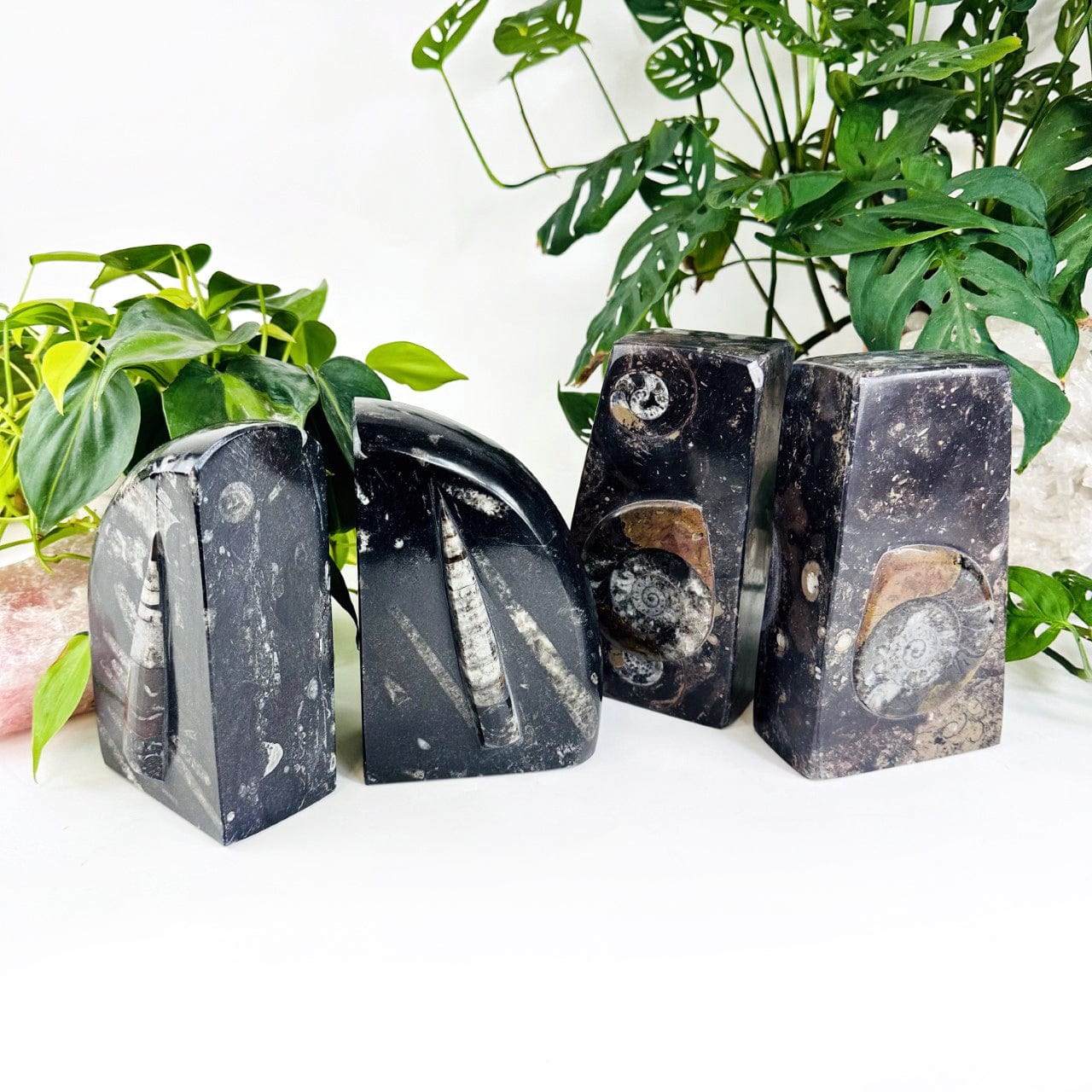 Orthoceras and Ammonite Fossil Bookends on display showing thickness of the sets