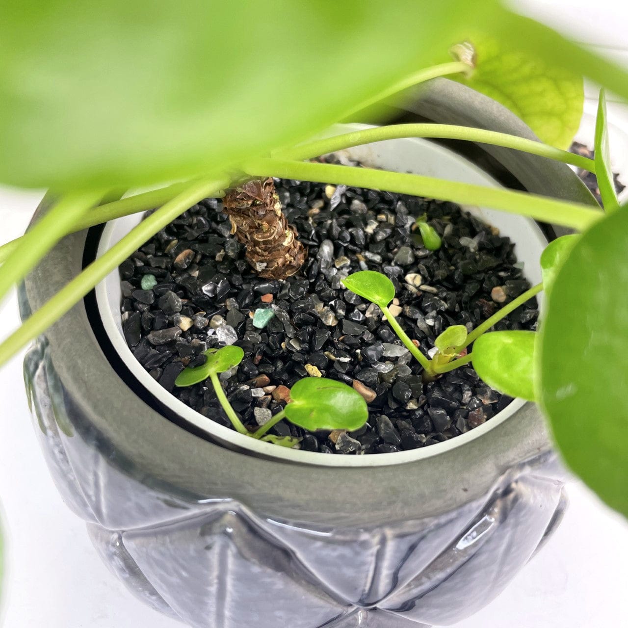 Black Onyx Tiny Chips placed at the base of a plant