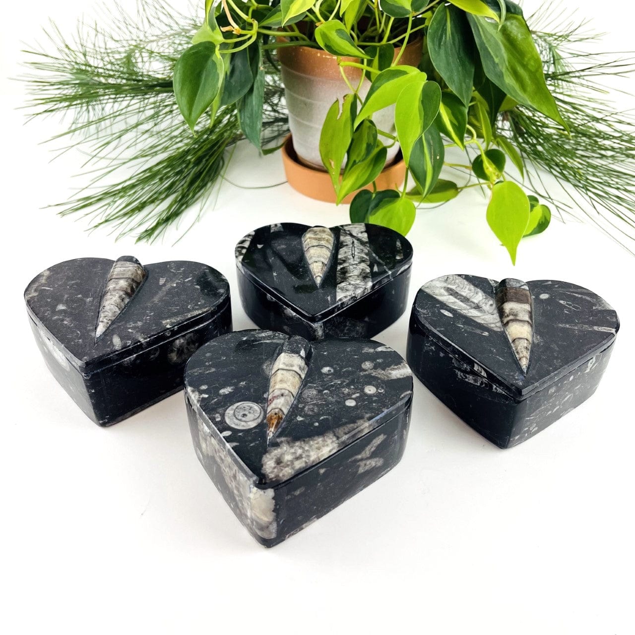 Orthoceras Fossil Heart Boxes from a side view to show side of box
