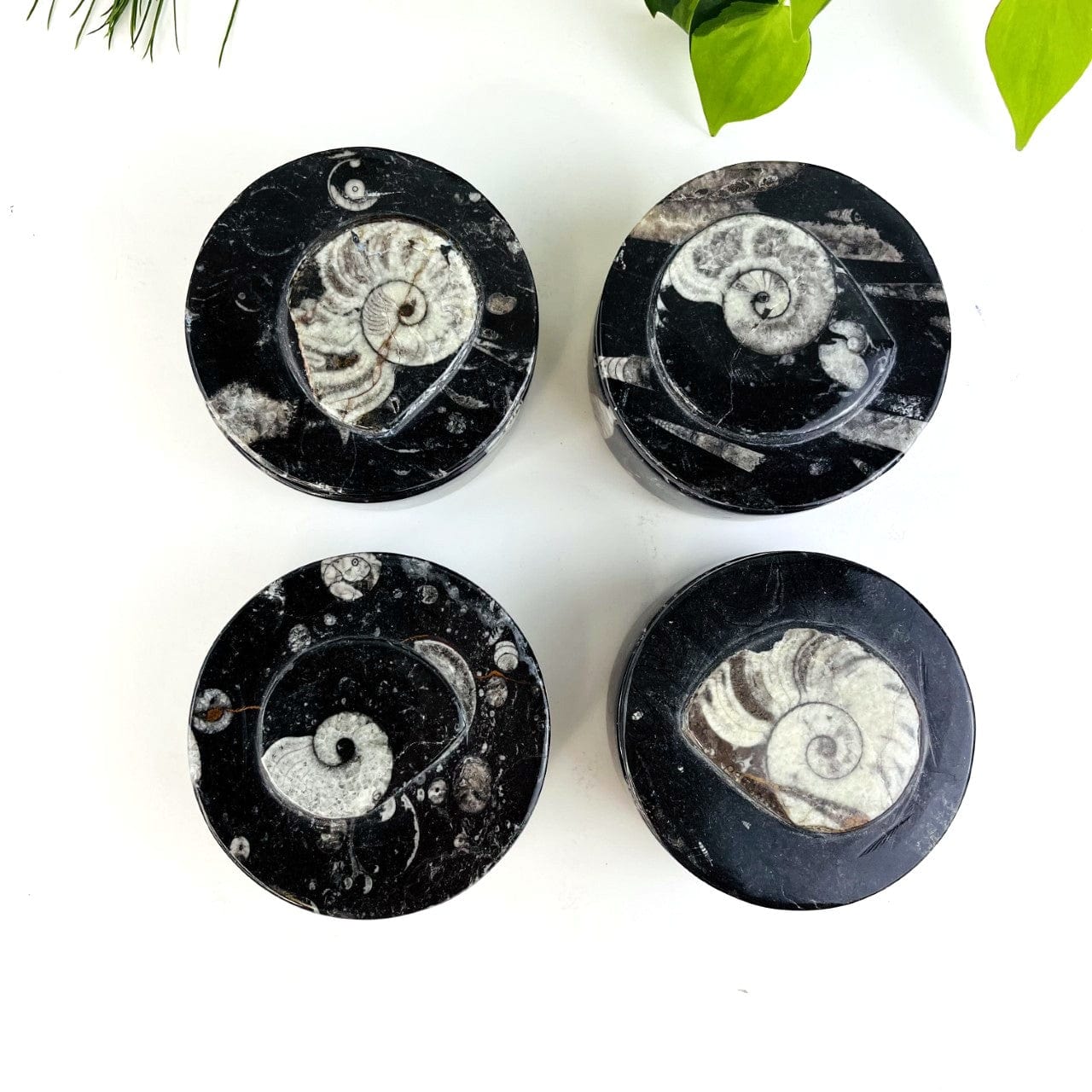 4 Orthoceras Round Boxes looking down onto tops