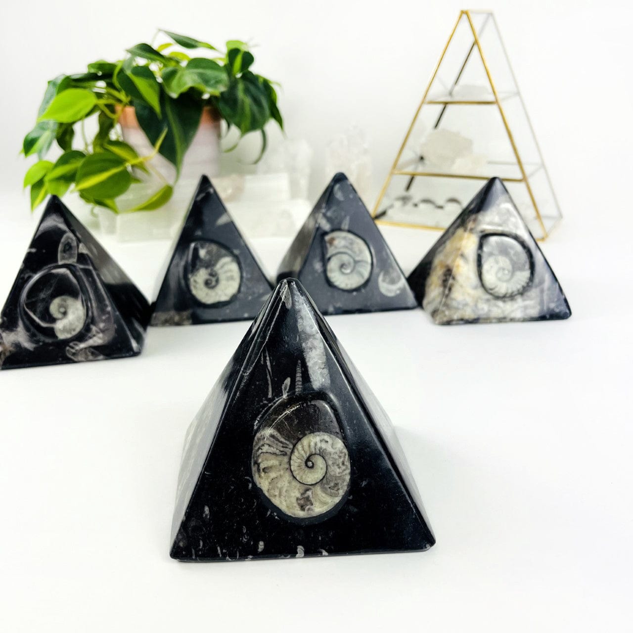 5Ammonite and Orthoceras Fossil Pyramid on display