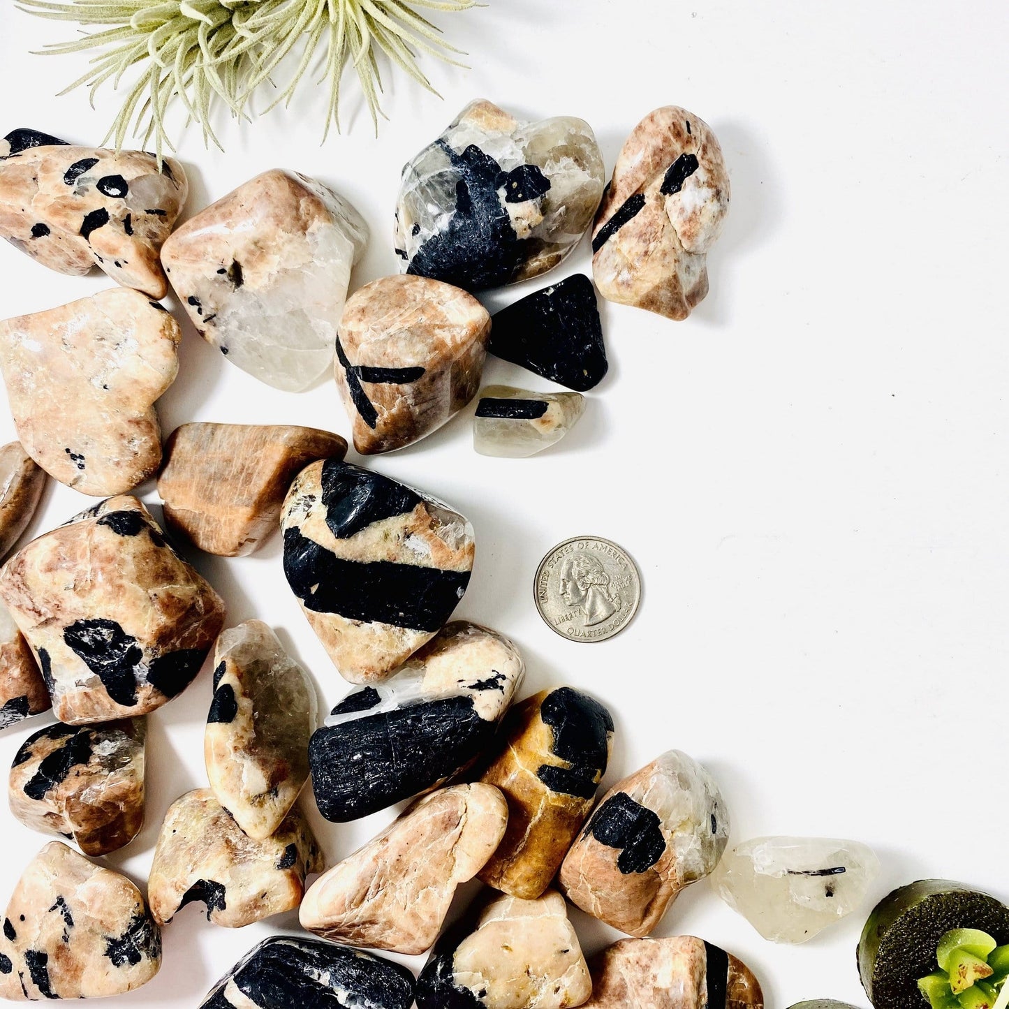 1/2 lb Black Tourmaline on Matrix Tumbled Stones next to quarter for size comparison