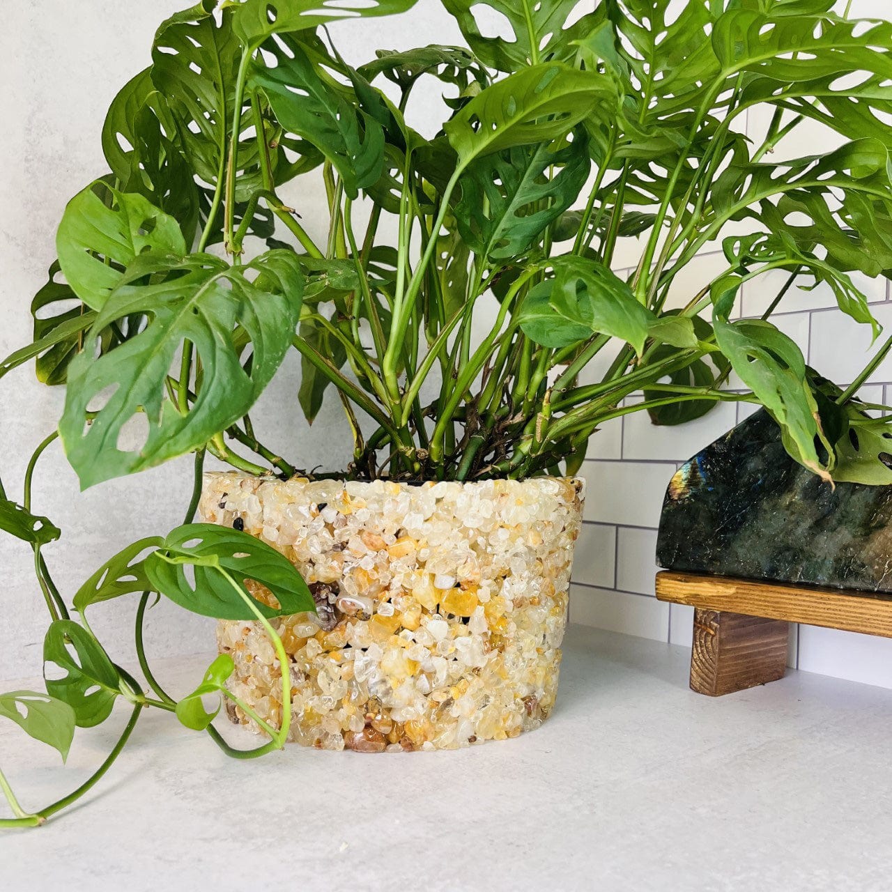 Golden Healer  Tumbled Stone Pot with a plant inside