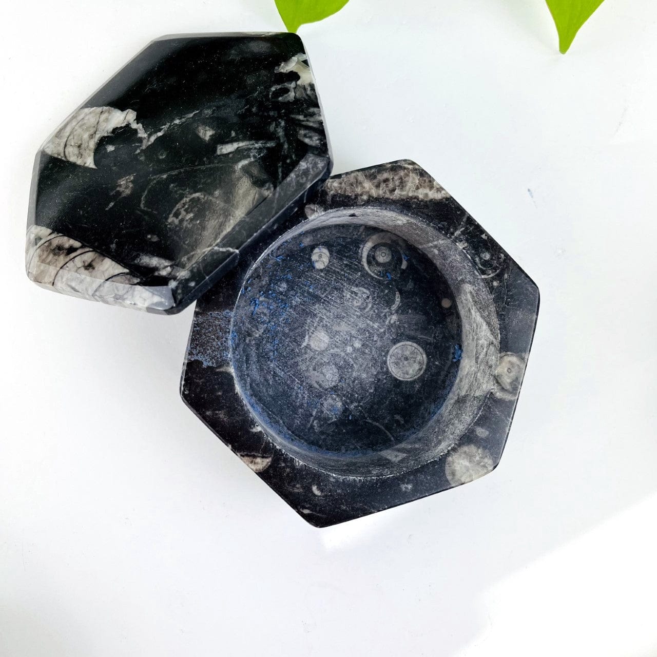 Orthoceras Hexagon Box with lid off to the side looking down from above