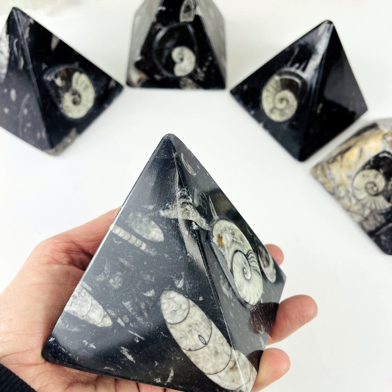 Ammonite and Orthoceras Fossil Pyramids with 1 in a hand showing a side view with orthoceras up close