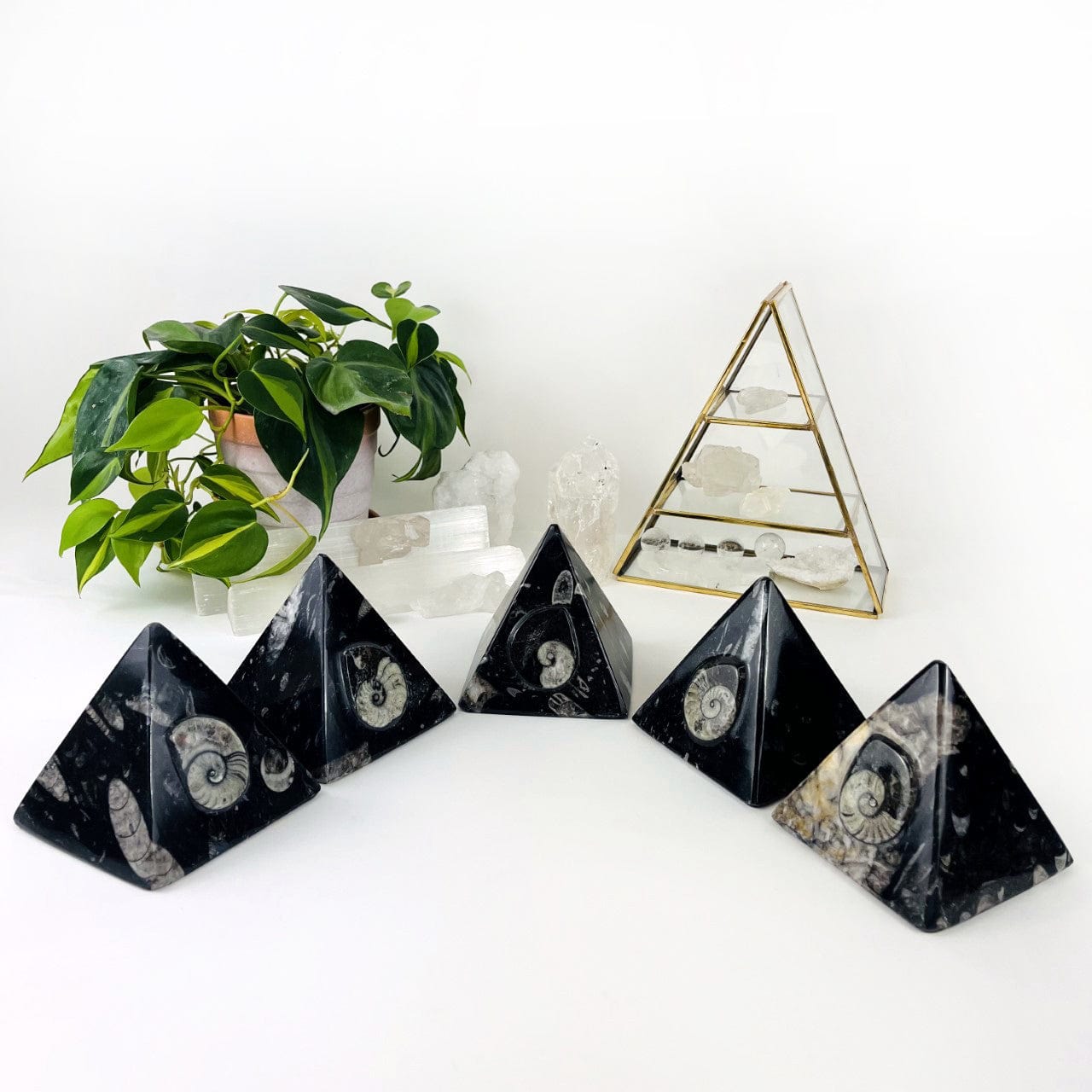5 Ammonite and Orthoceras Fossil Pyramids from different angles showing color variations