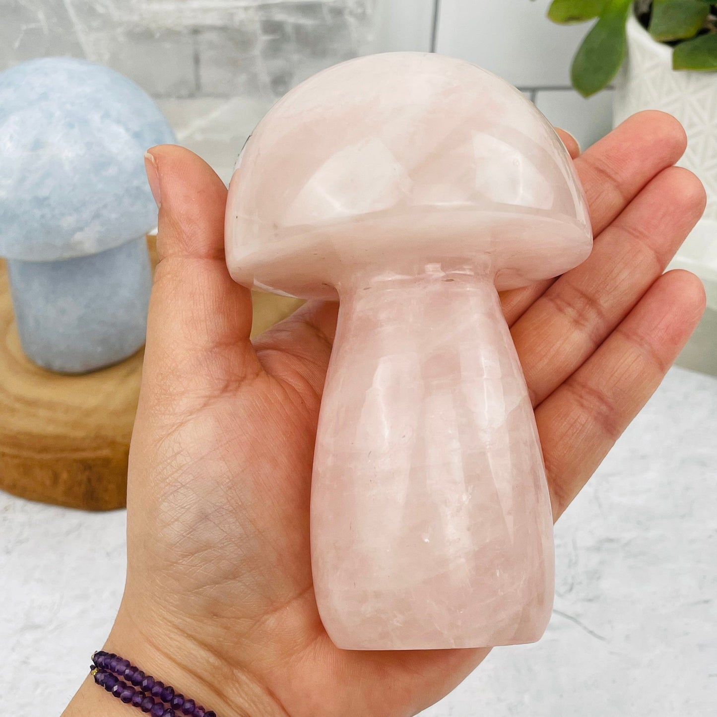 larger mushroom in hand for size reference 