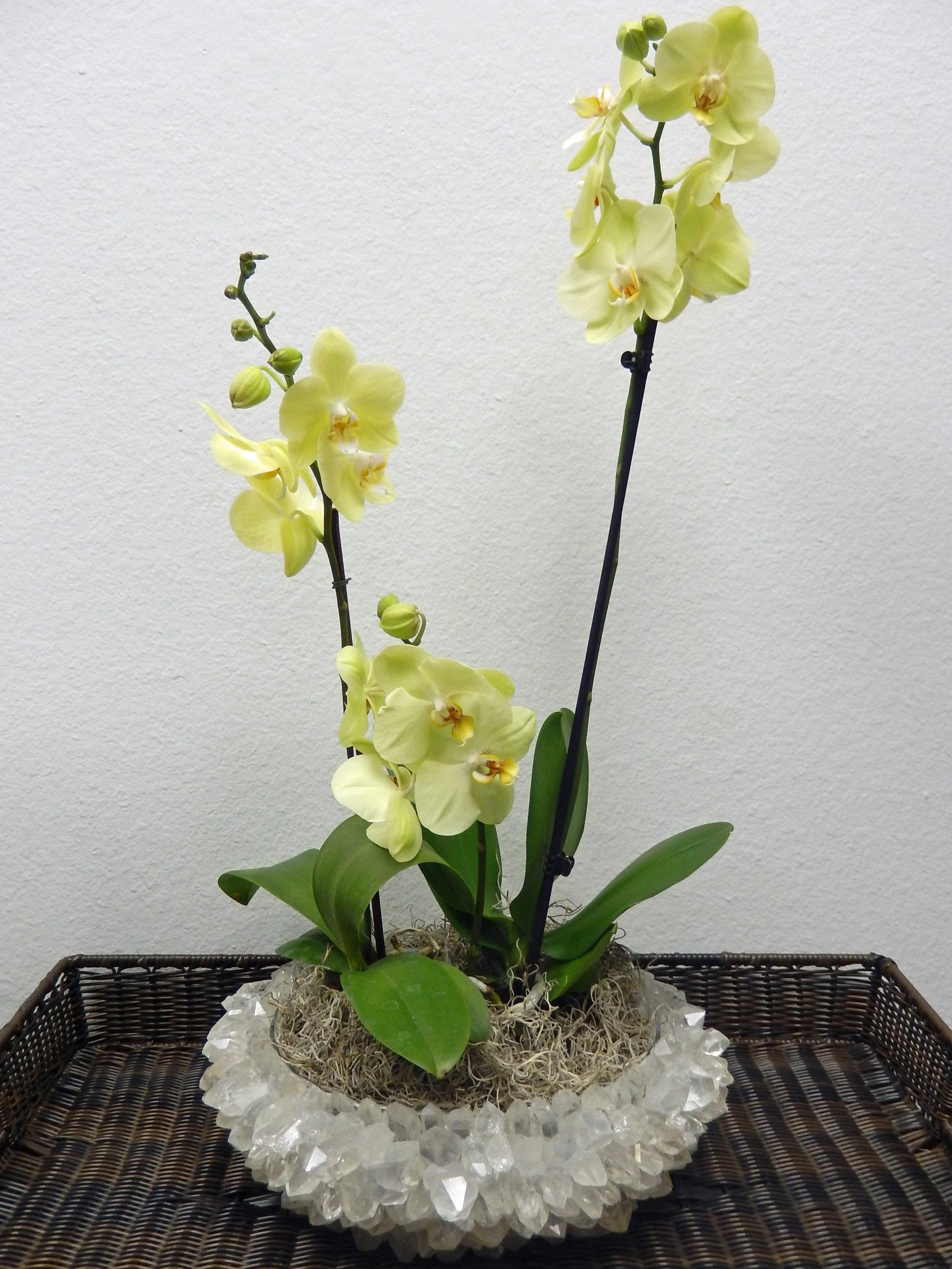 plant in crystal bowl