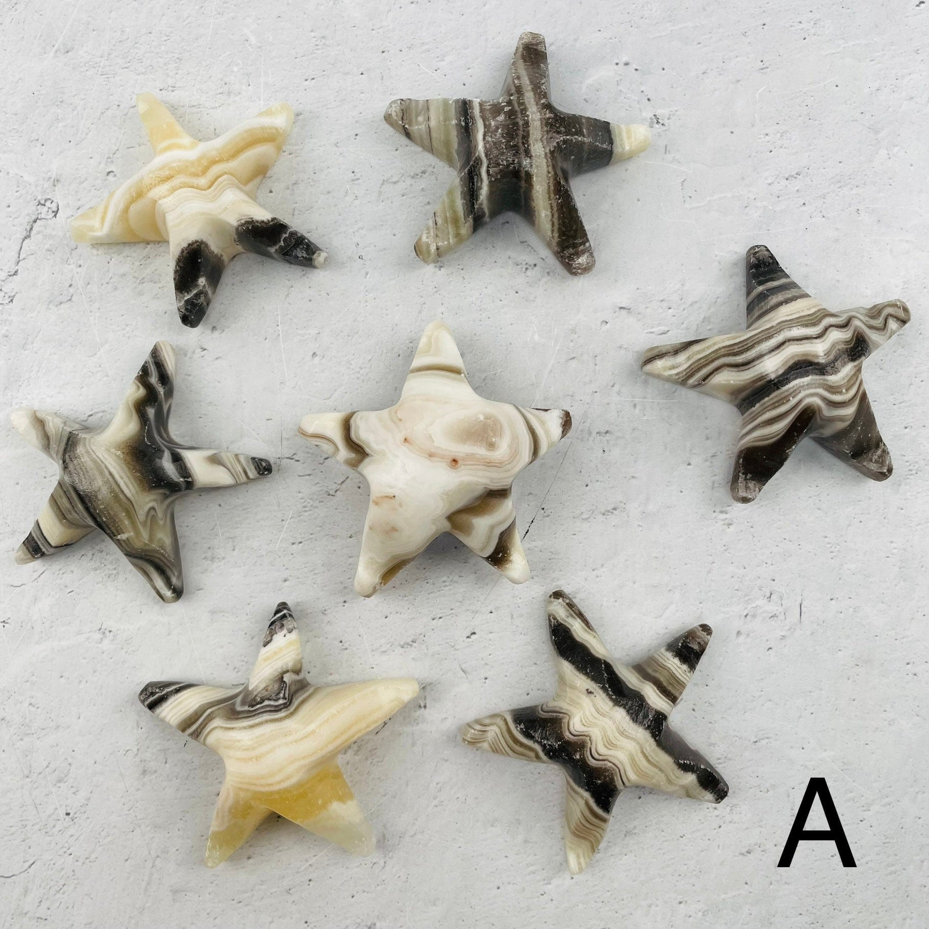 multiple onyx shaped shells displayed to show the differences in the color shades 