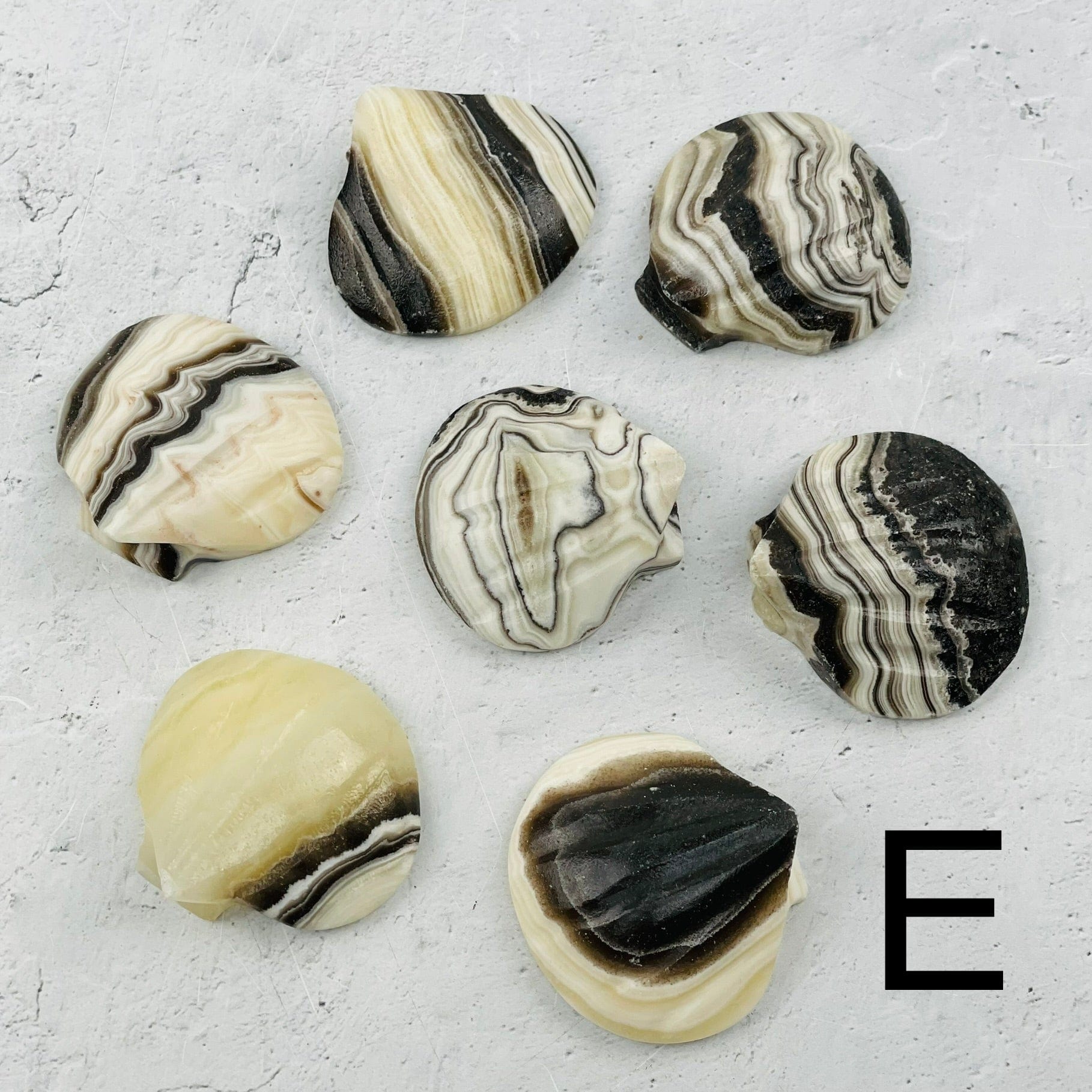 multiple onyx shaped shells displayed to show the differences in the color shades