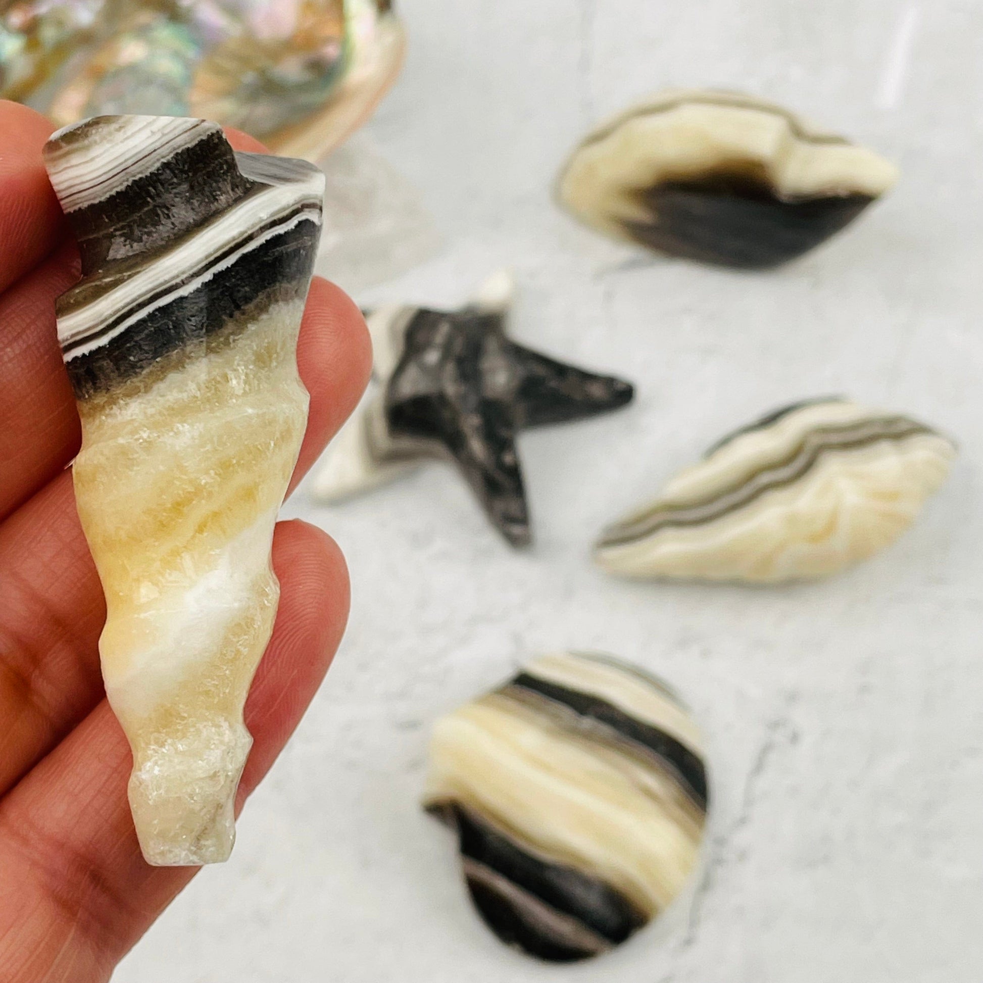 shell shape in hand for size reference 