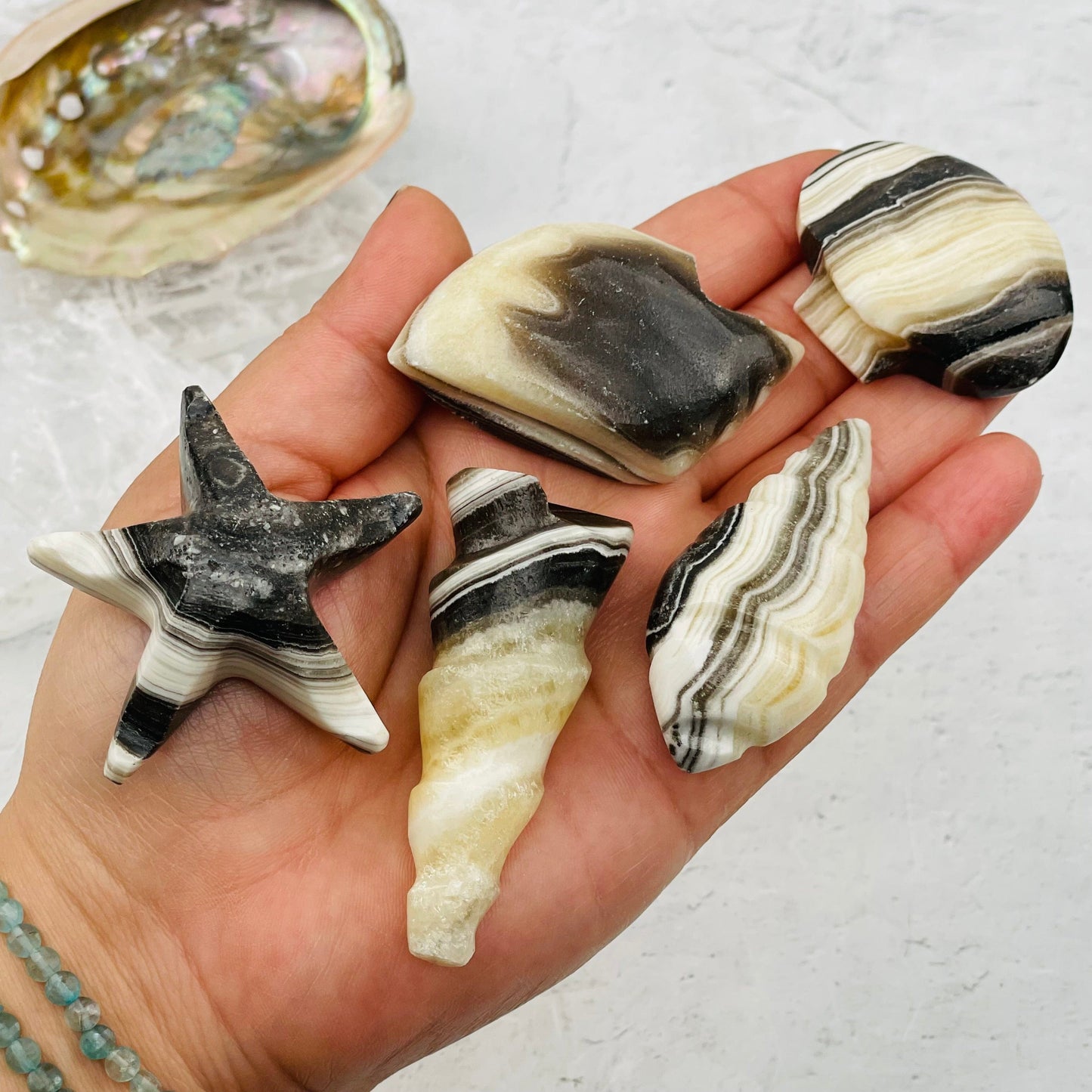 shell shapes in hand for size reference 