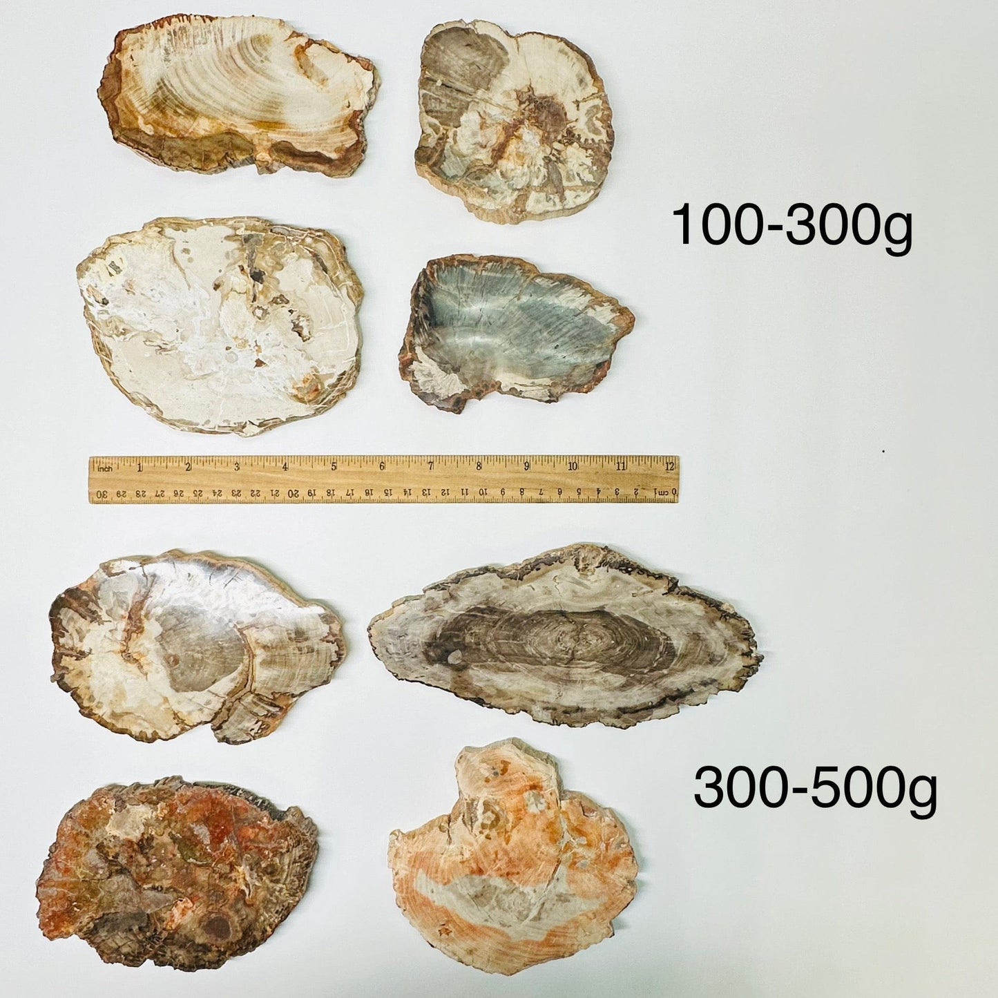 petrified wooden slab are sold by weight. slabs displayed next to a ruler for size reference 
