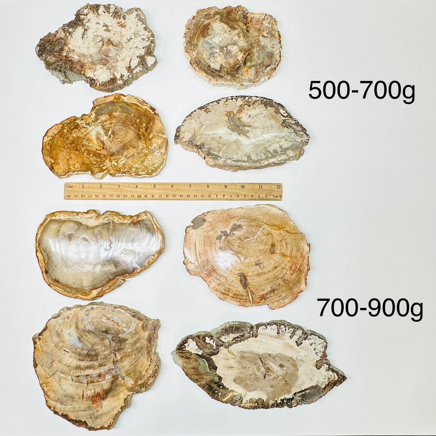 petrified wooden slab are sold by weight. slabs displayed next to a ruler for size reference 