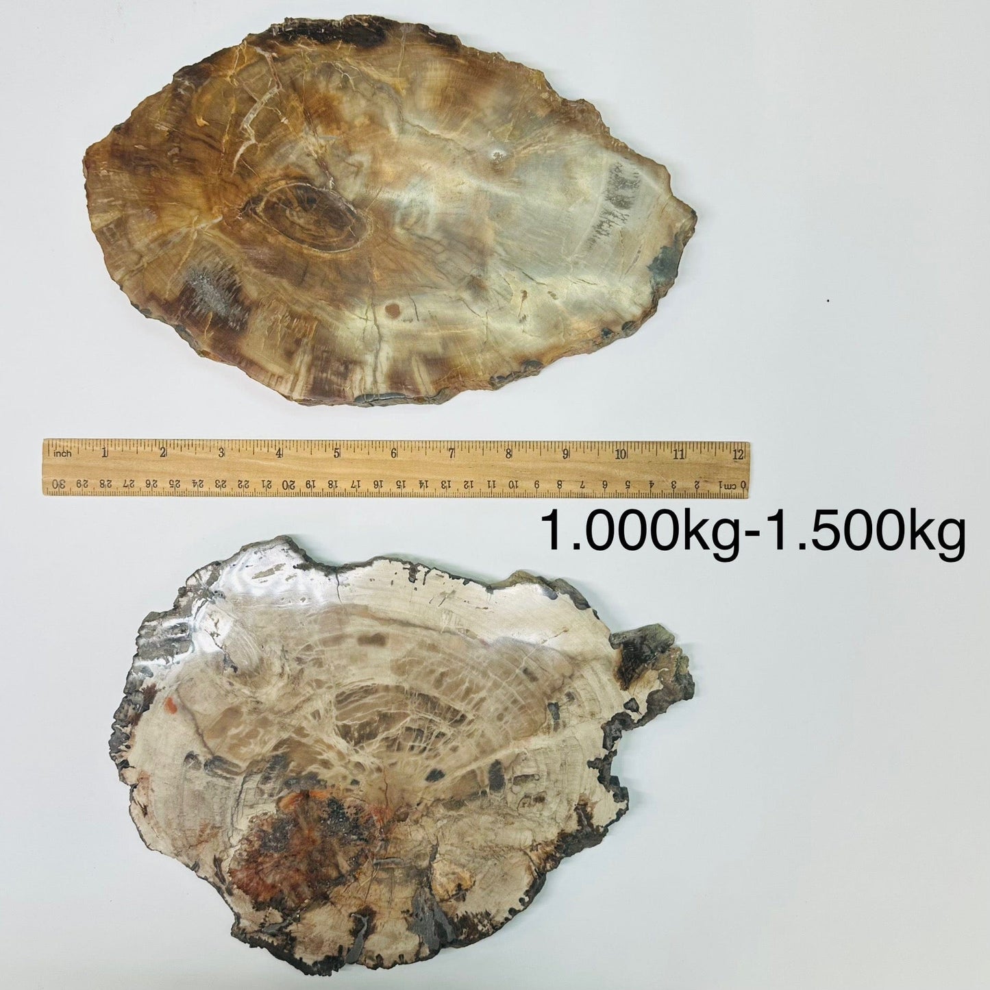 petrified wooden slab are sold by weight. slabs displayed next to a ruler for size reference 