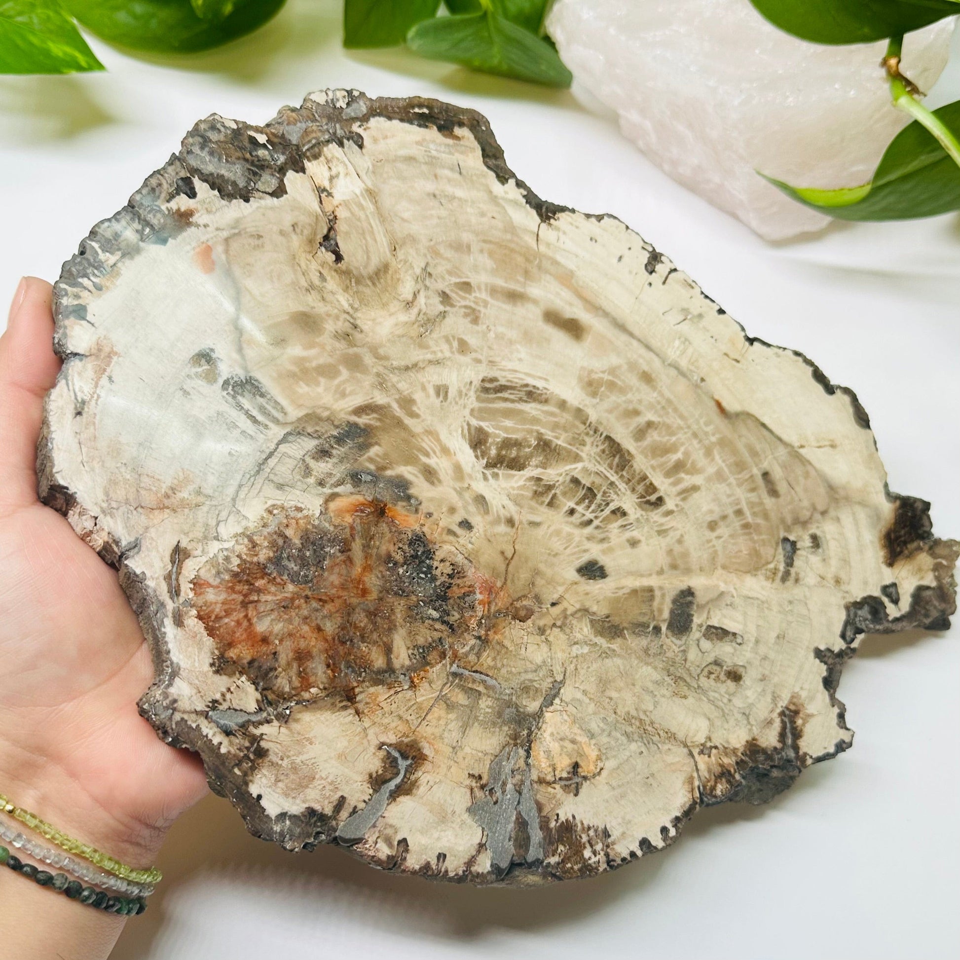 petrified wooden slab in hand for size reference 