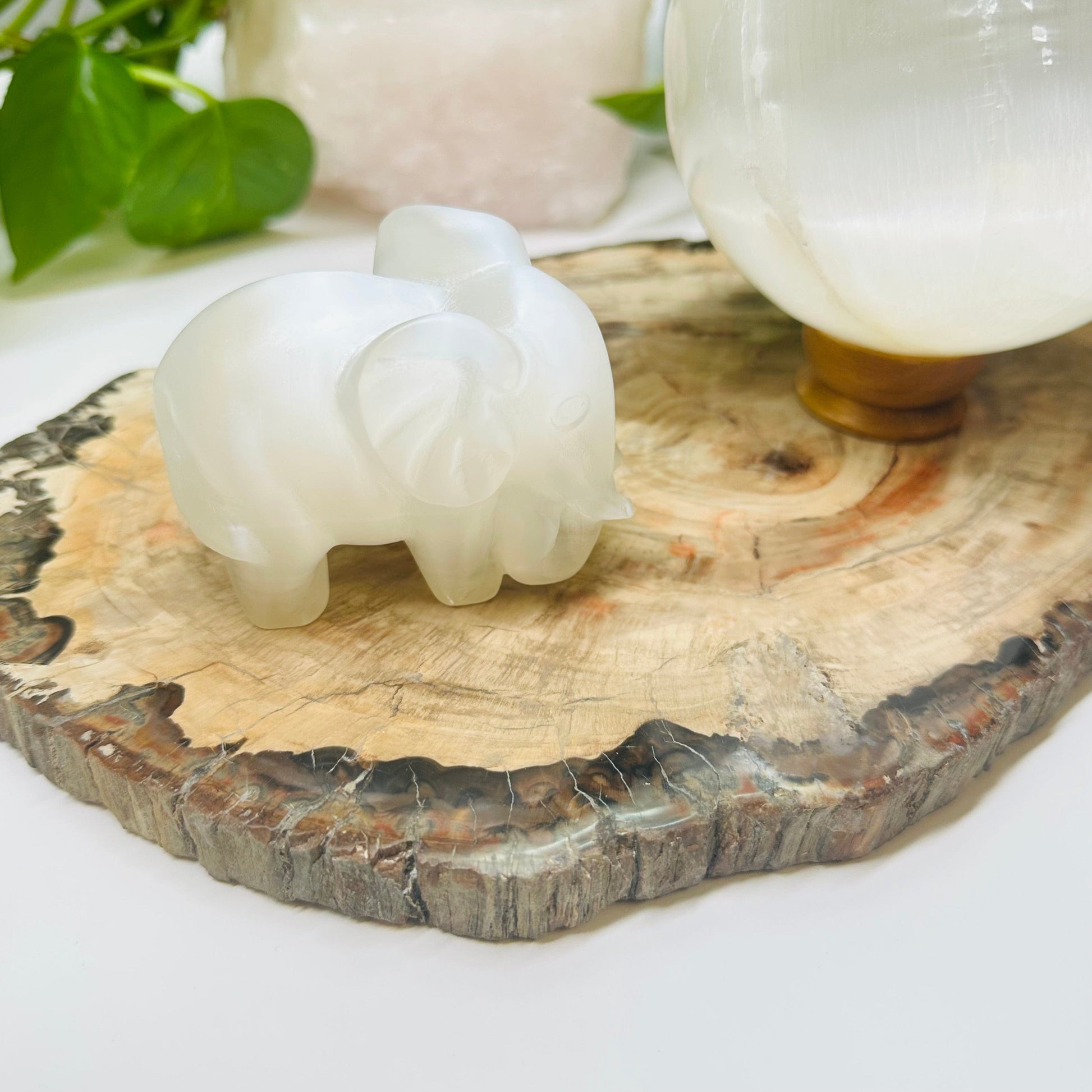 petrified wooden slab displayed as home decor 