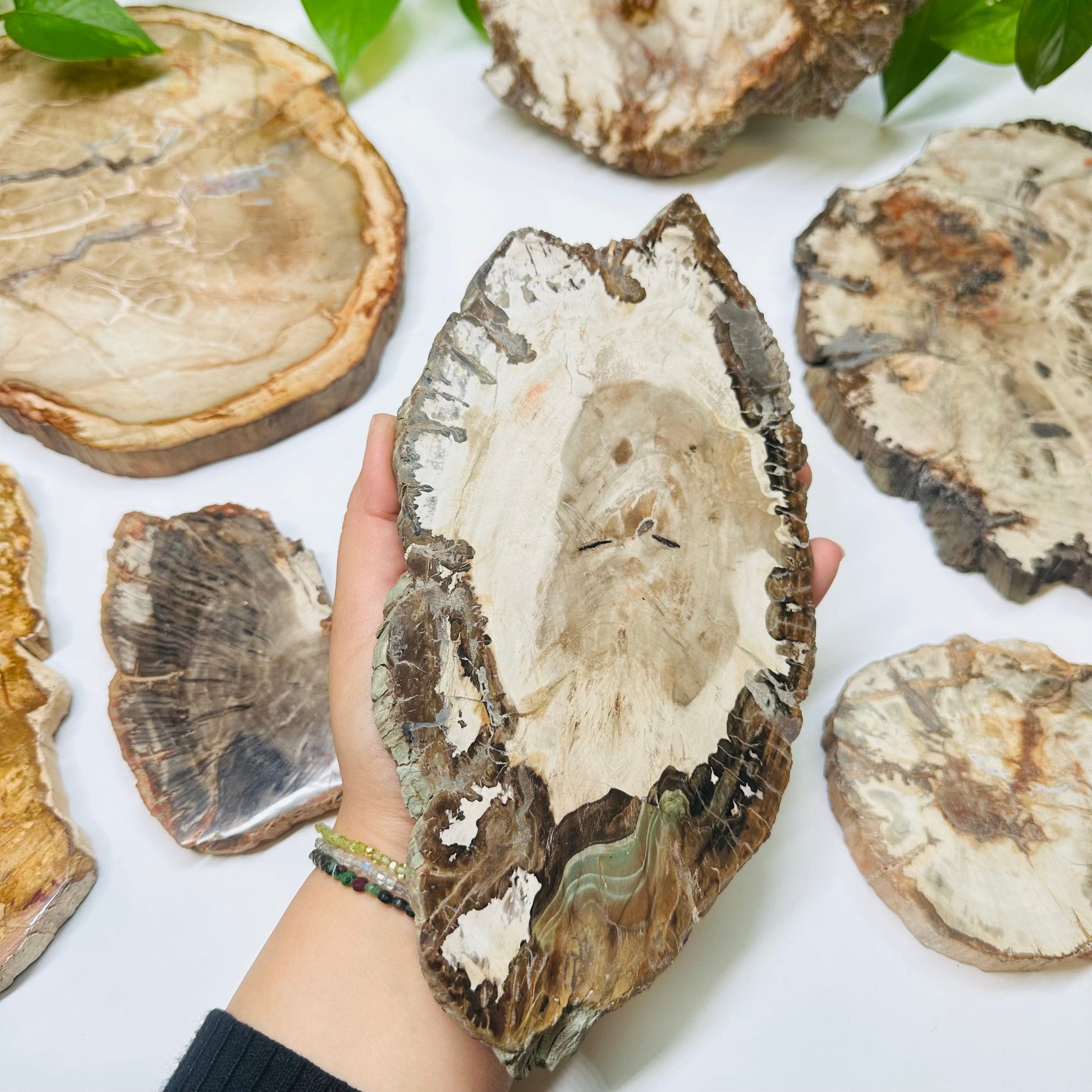 petrified wood slab in hand for size reference 