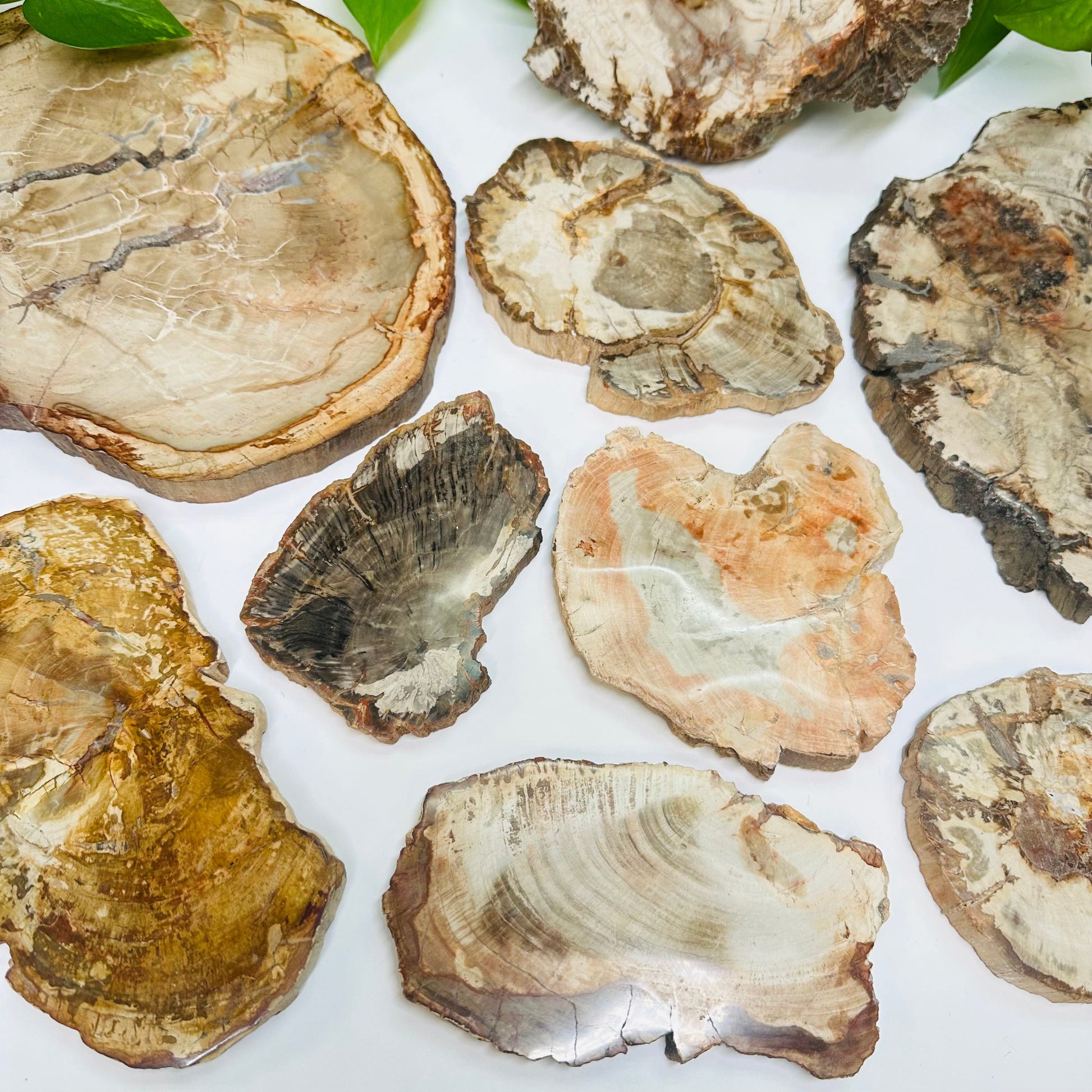 multiple slabs displayed to show the differences in the sizes and color shades 