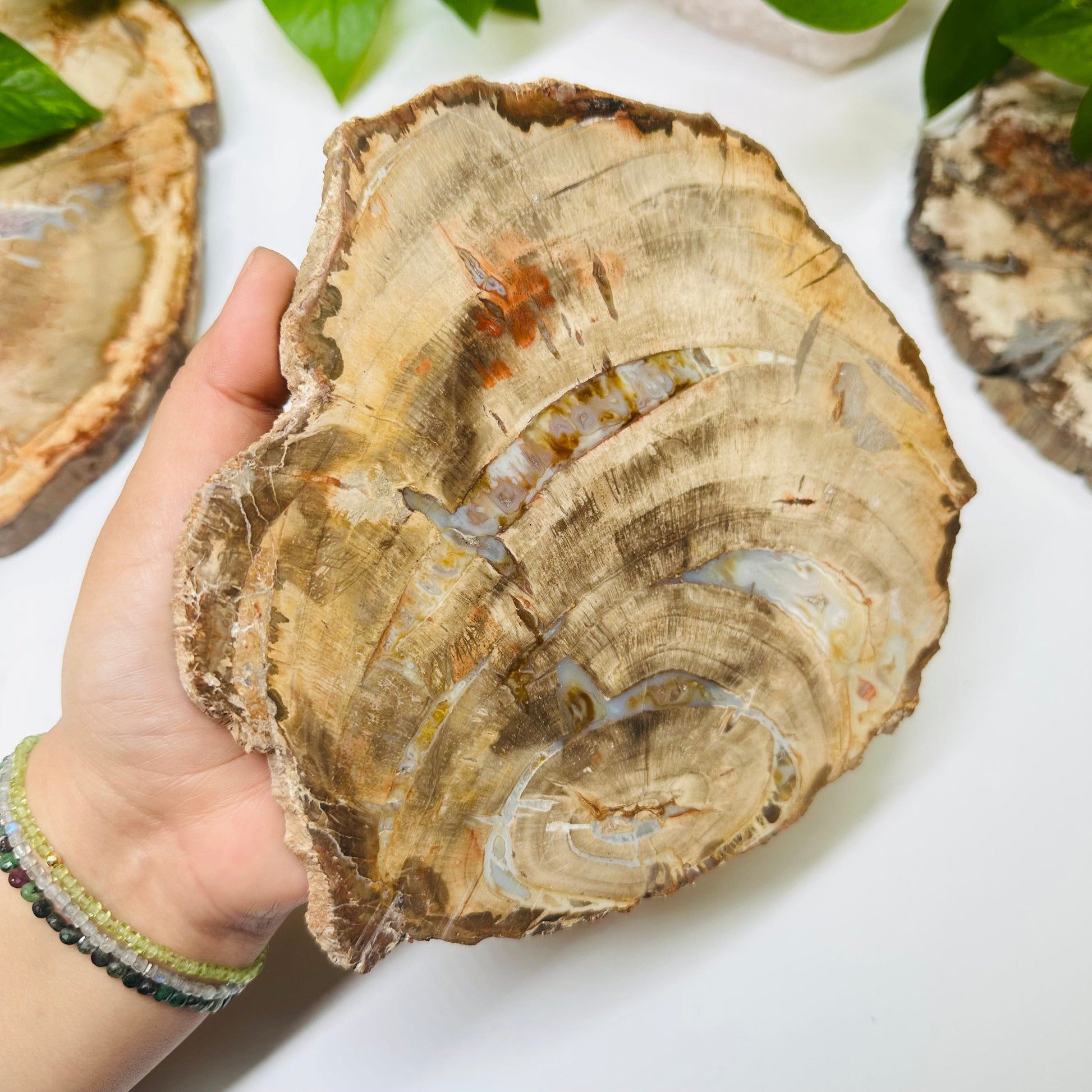 petrified wooden slab in hand for size reference 