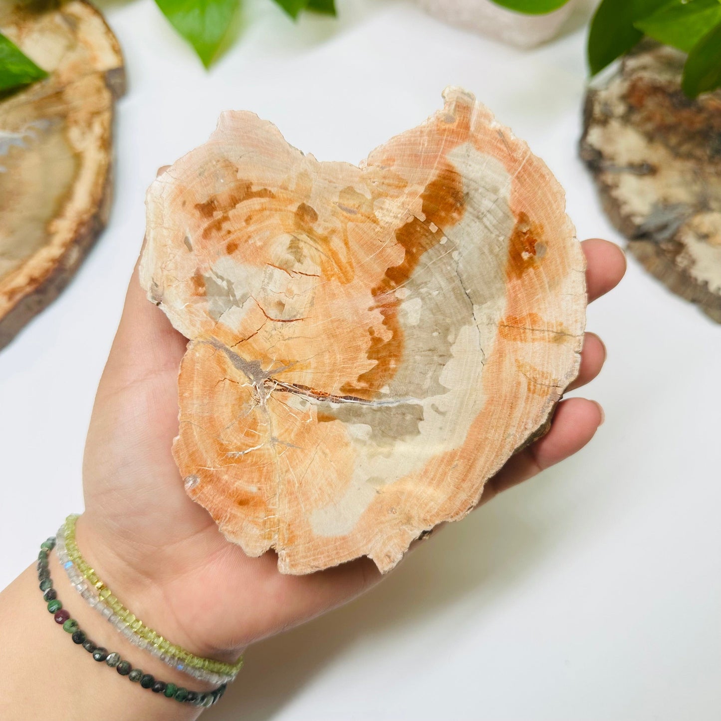 petrified wooden slab in hand for size reference 