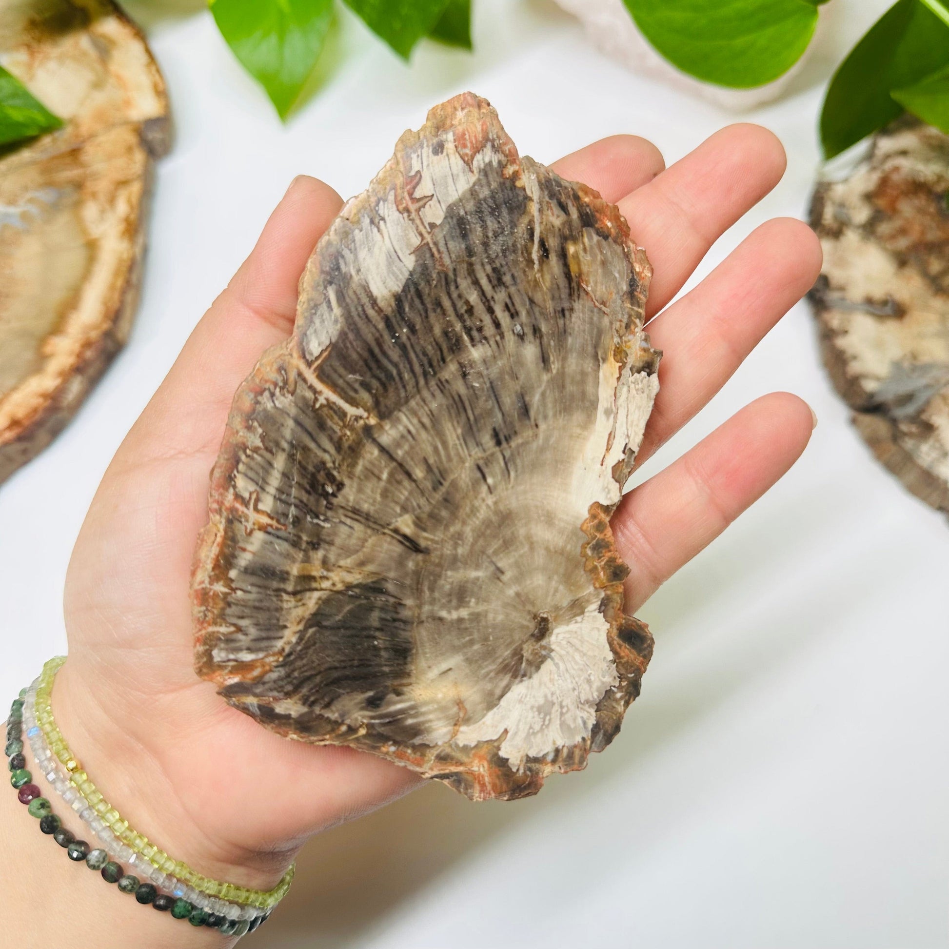 petrified wooden slab in hand for size reference 