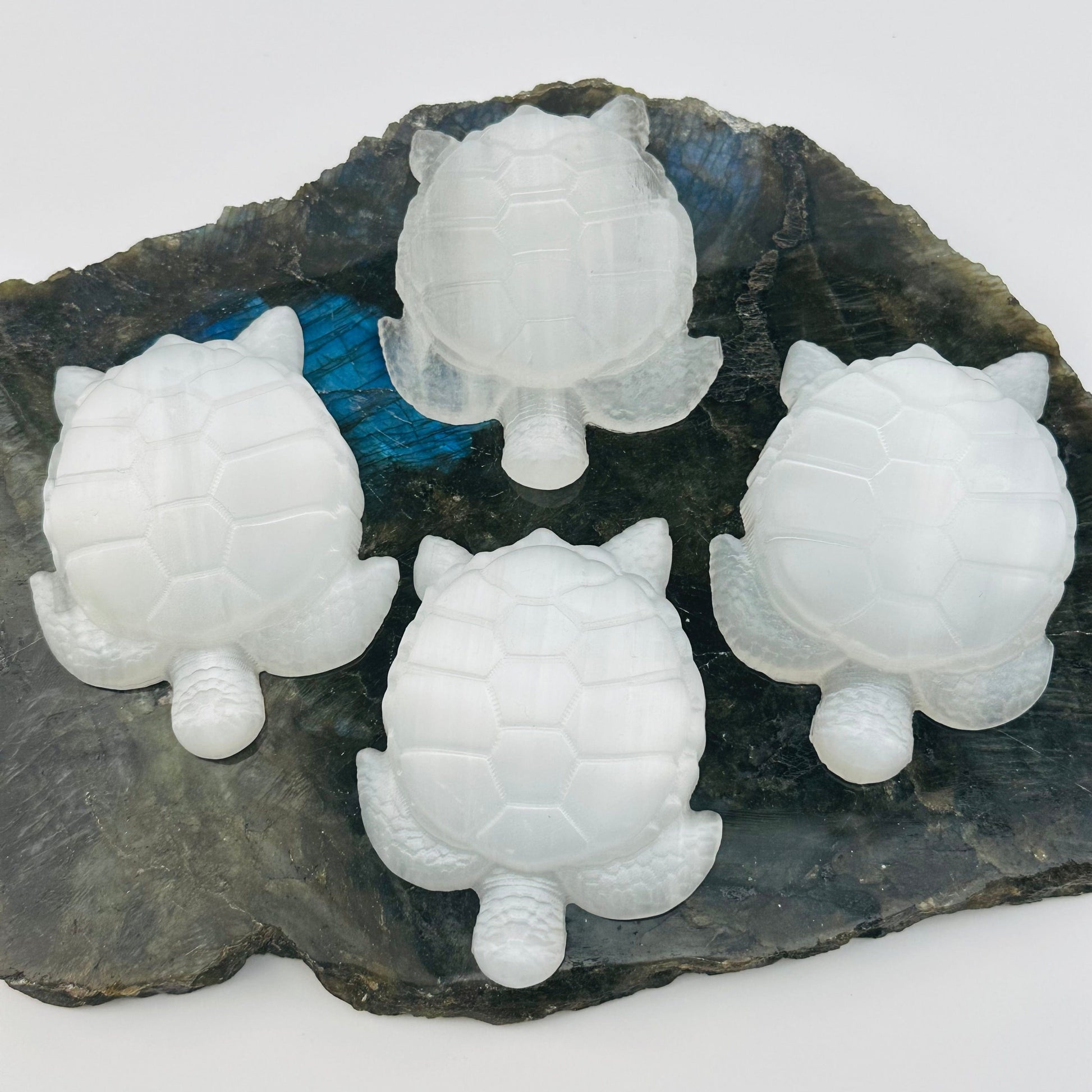 multiple turtles displayed to show the slight differences in the sizes 