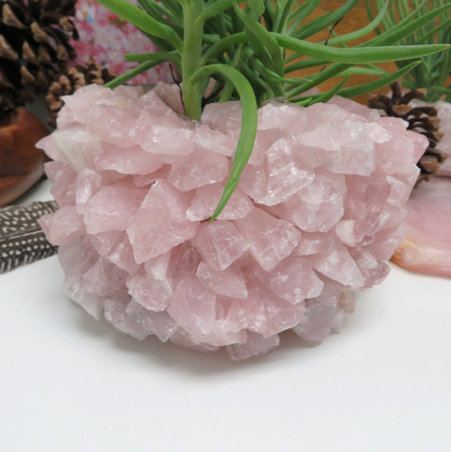 Up close shot of Rose Quartz Planter Pot with succulent in it with various decorations in the background