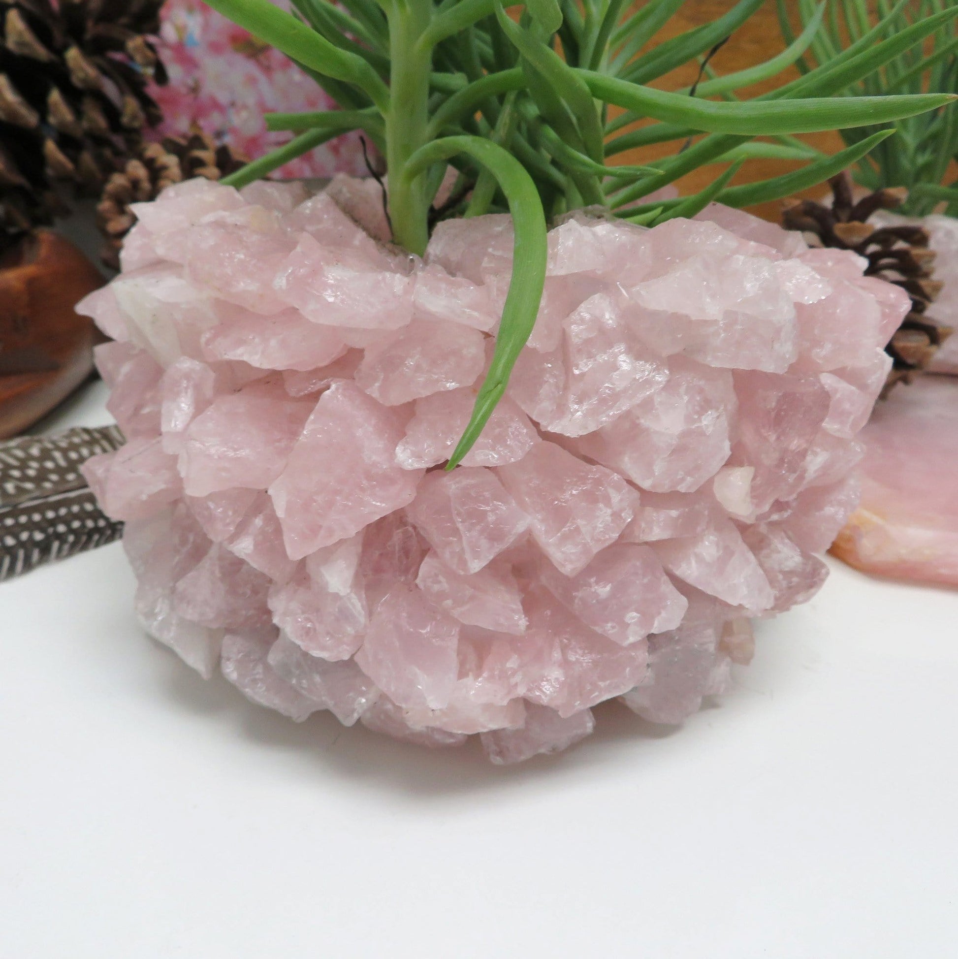 Up close shot of Rose Quartz Planter Pot with succulent in it with various decorations in the background