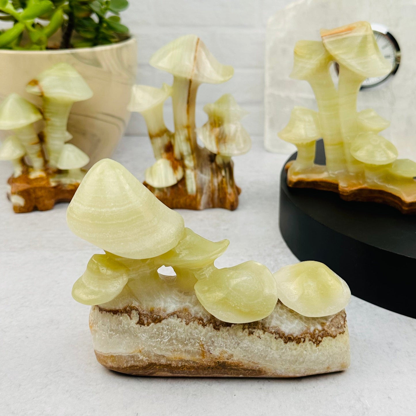 multiple mushrooms displayed to show the differences in the sizes and color shades 