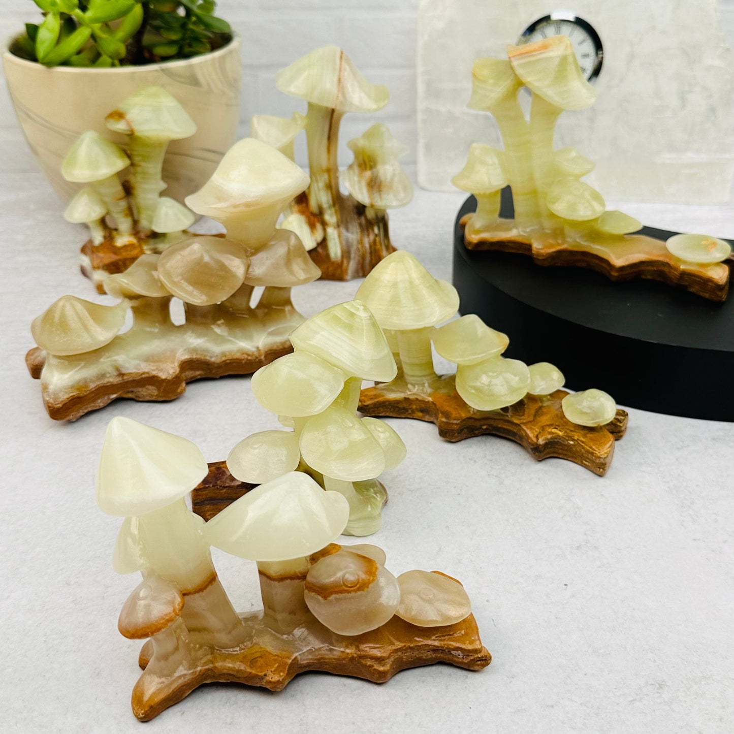 multiple mushroom displayed to show the differences in the sizes and color shades 