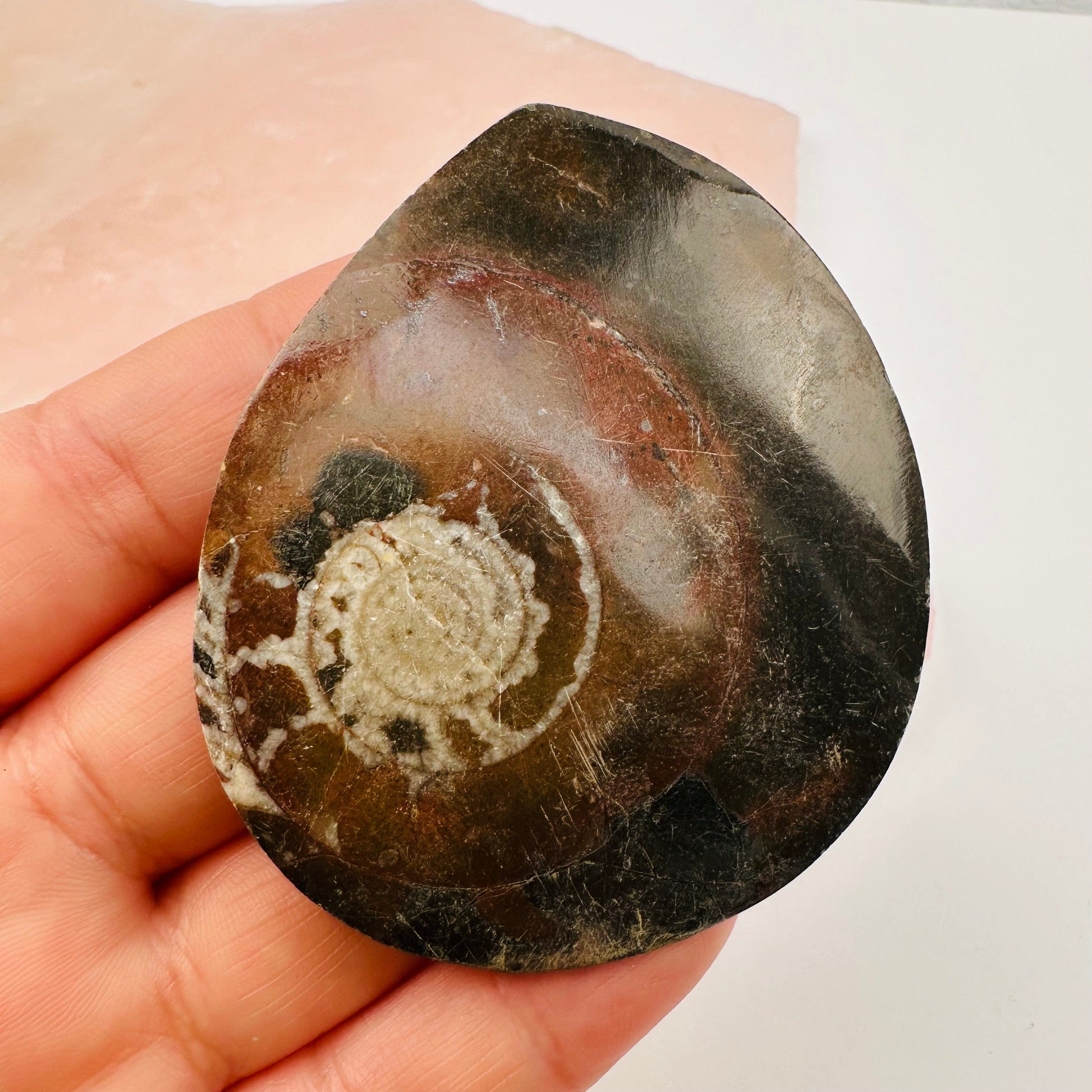 close up of the details on this fossil 