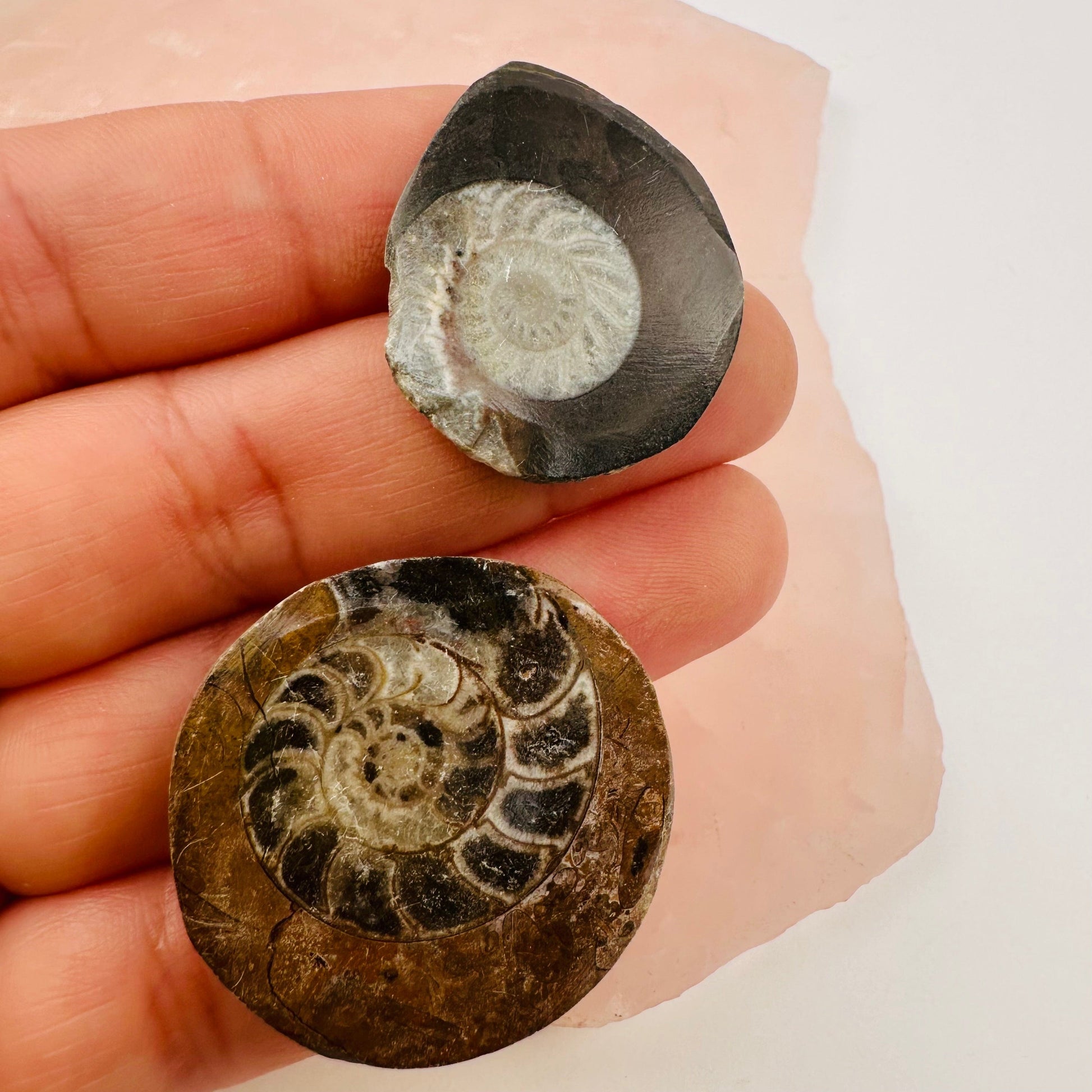 close up of the details on this fossil 