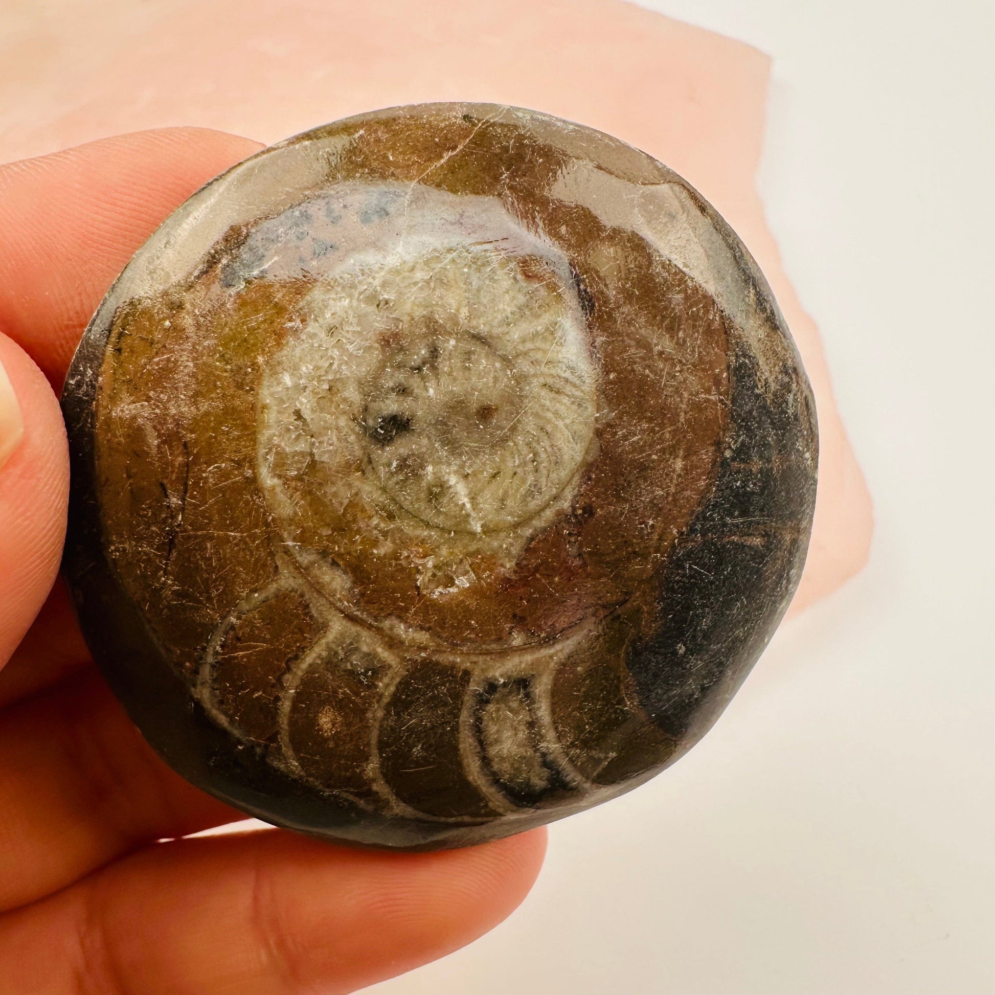 close up of the details on this fossil 