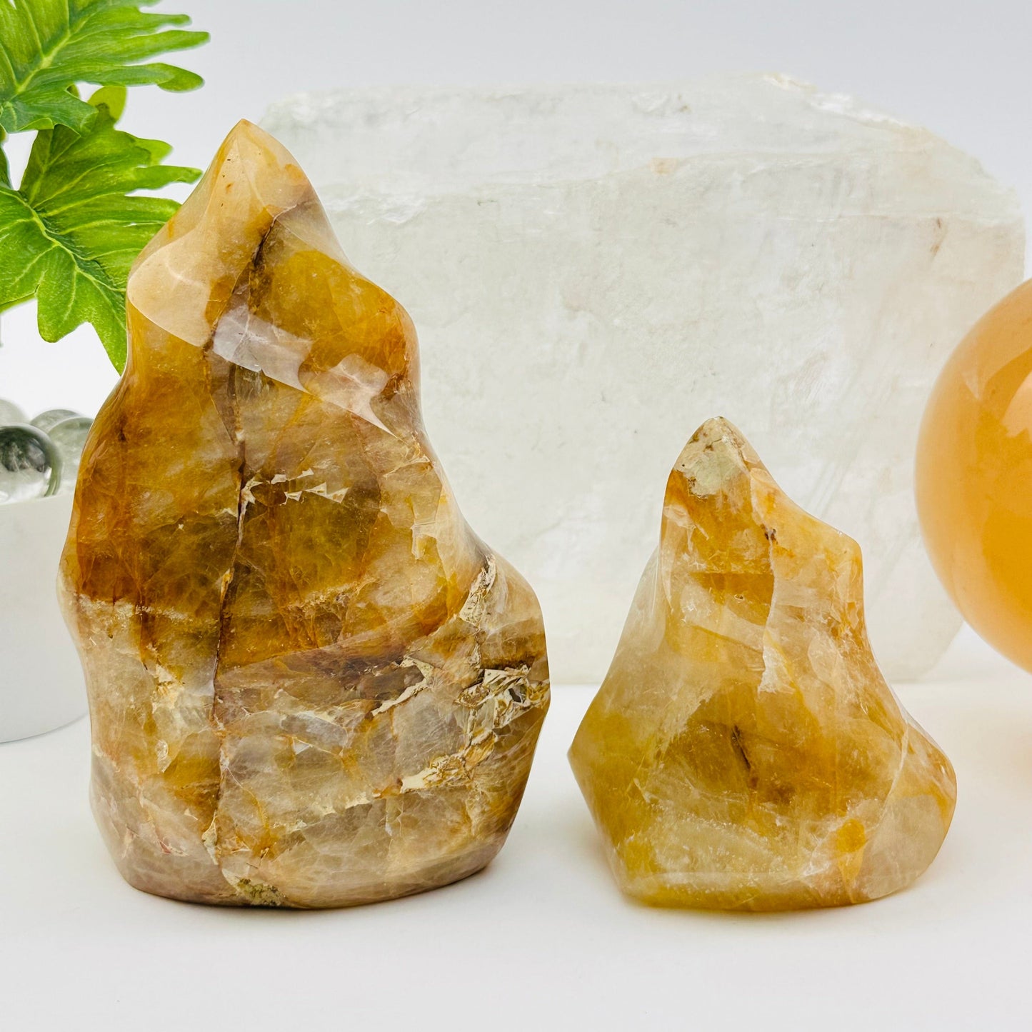 golden healer flame points displayed as home decor