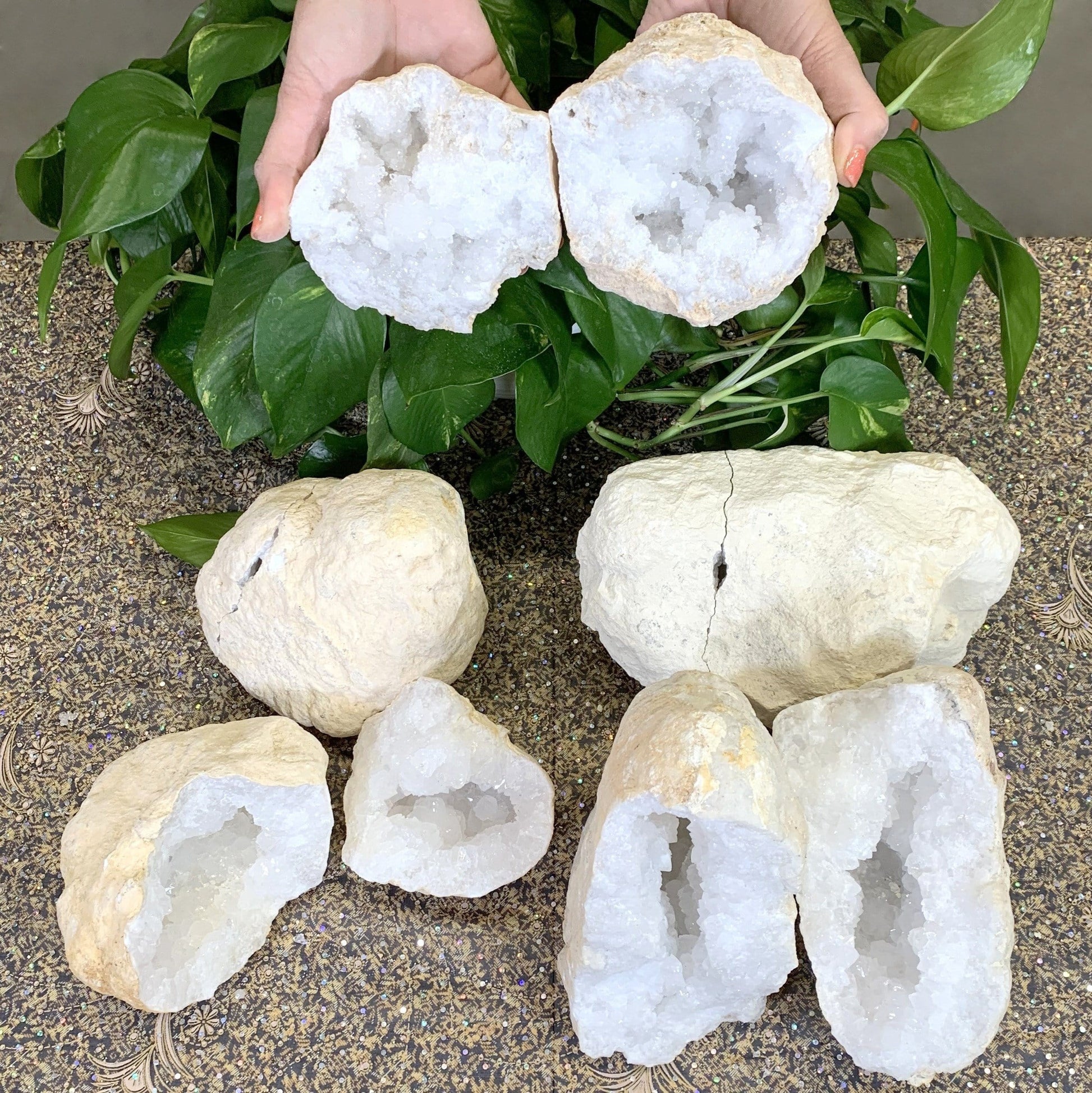 medium geode held open and held in a woman's hands so you can see the sparking white druzy inside.  Other geodes are displayed next to it 
